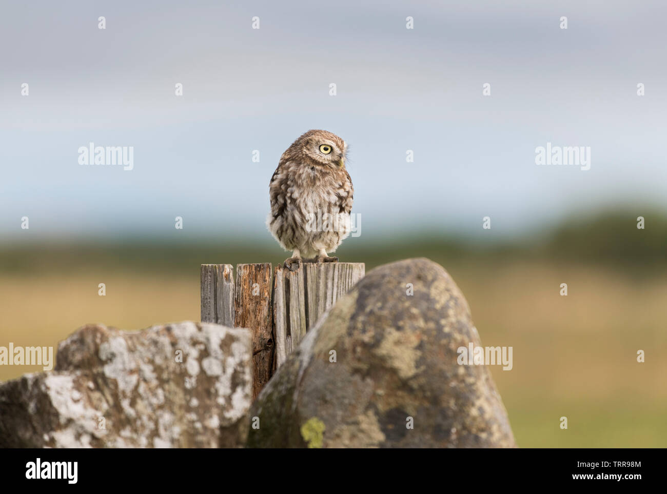 Am frühen Morgen Sonnenaufgang mit kleine Eule sitzen auf der Steinmauer beobachten, was in der Landwirte Feld gehen. Stockfoto