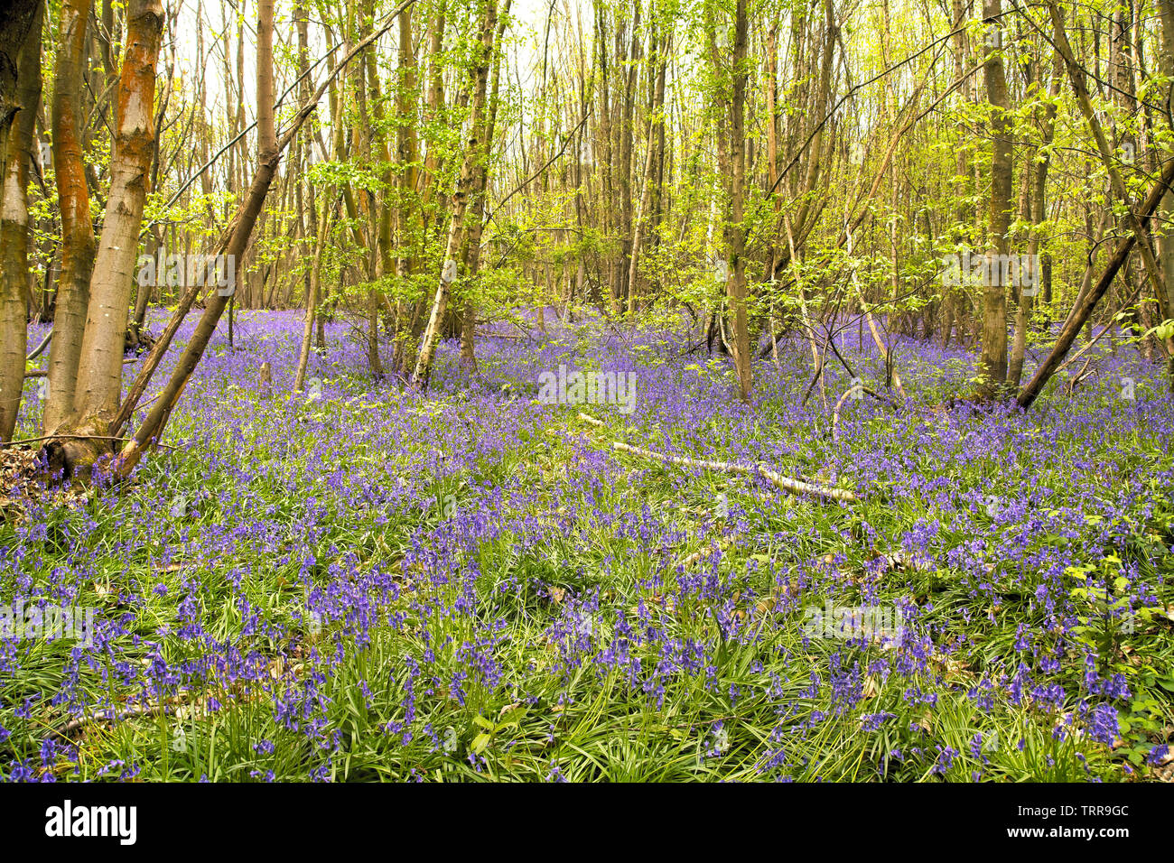 Bluebell Woods in der Nähe von Lingfield, Surrey, England Stockfoto