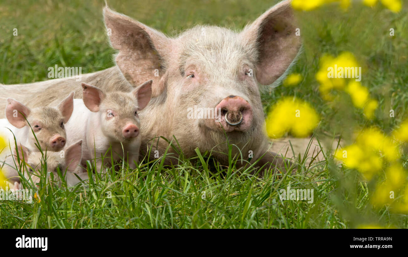 Glückliche Schweine auf einer blühenden Wiese im Frühjahr in Dänemark Stockfoto