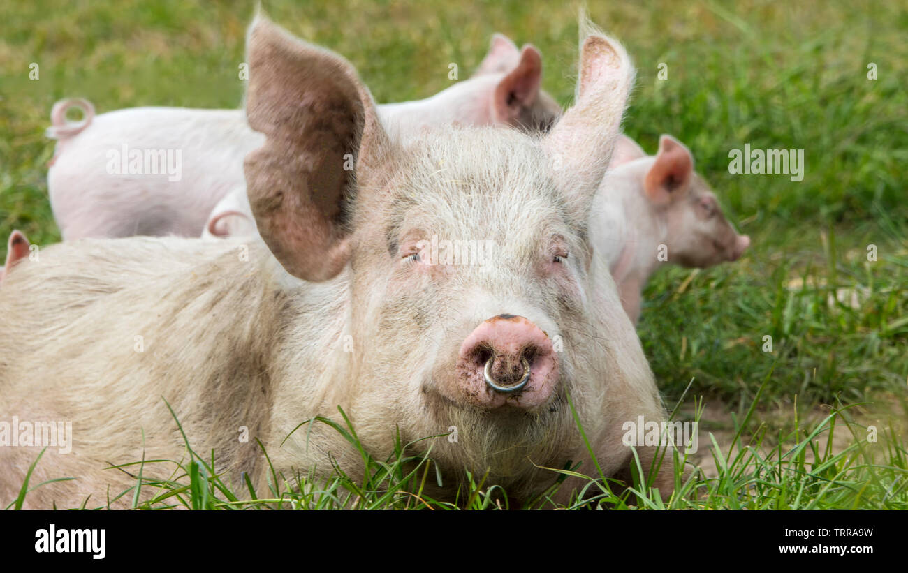 Glückliche Schweine auf einer blühenden Wiese im Frühjahr in Dänemark Stockfoto