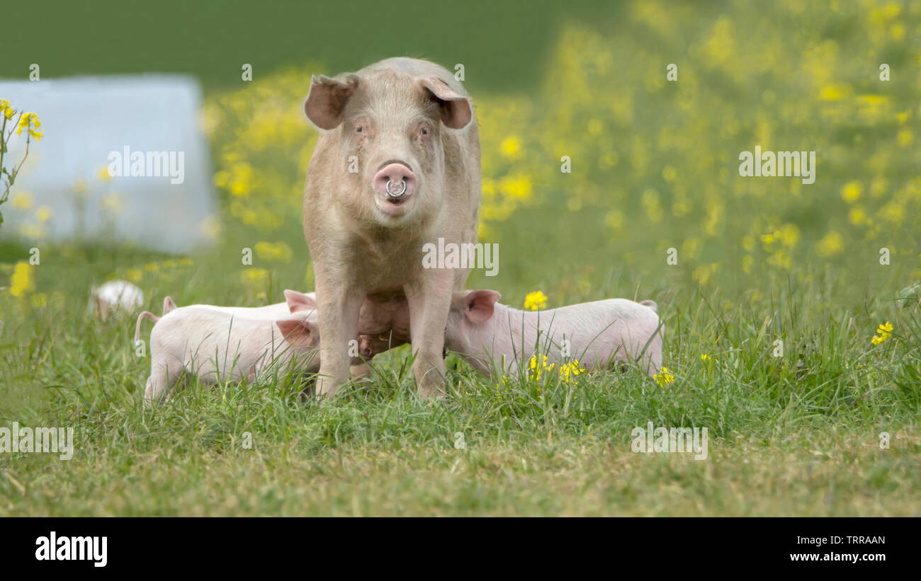 Glückliche Schweine auf einer blühenden Wiese im Frühjahr in Dänemark Stockfoto