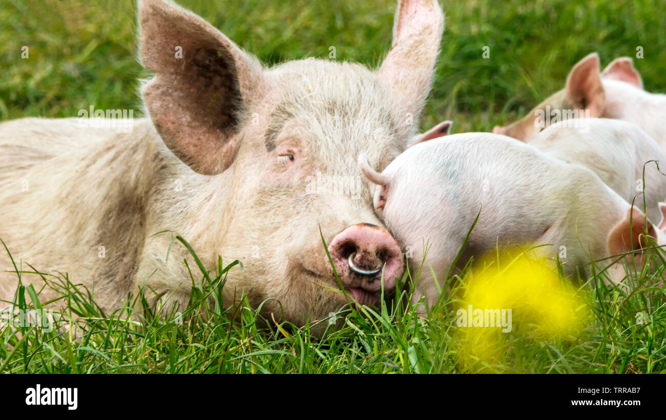 Glückliche Schweine auf einer blühenden Wiese im Frühjahr in Dänemark Stockfoto