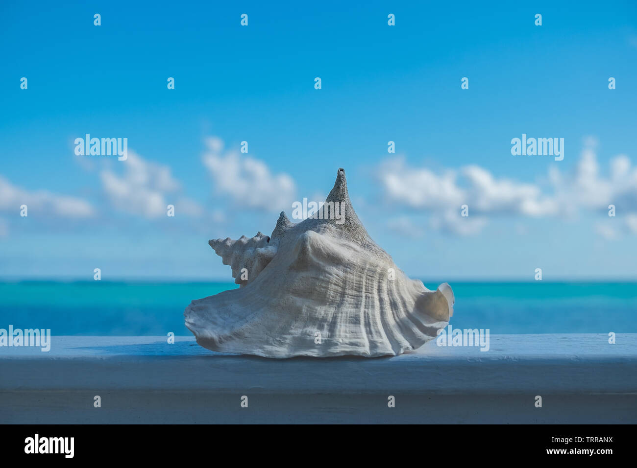 Muschelhorn weiß geworden, die von der Sonne auf einer hölzernen Rampe vor dem Karibischen Meer in Little Cayman Stockfoto