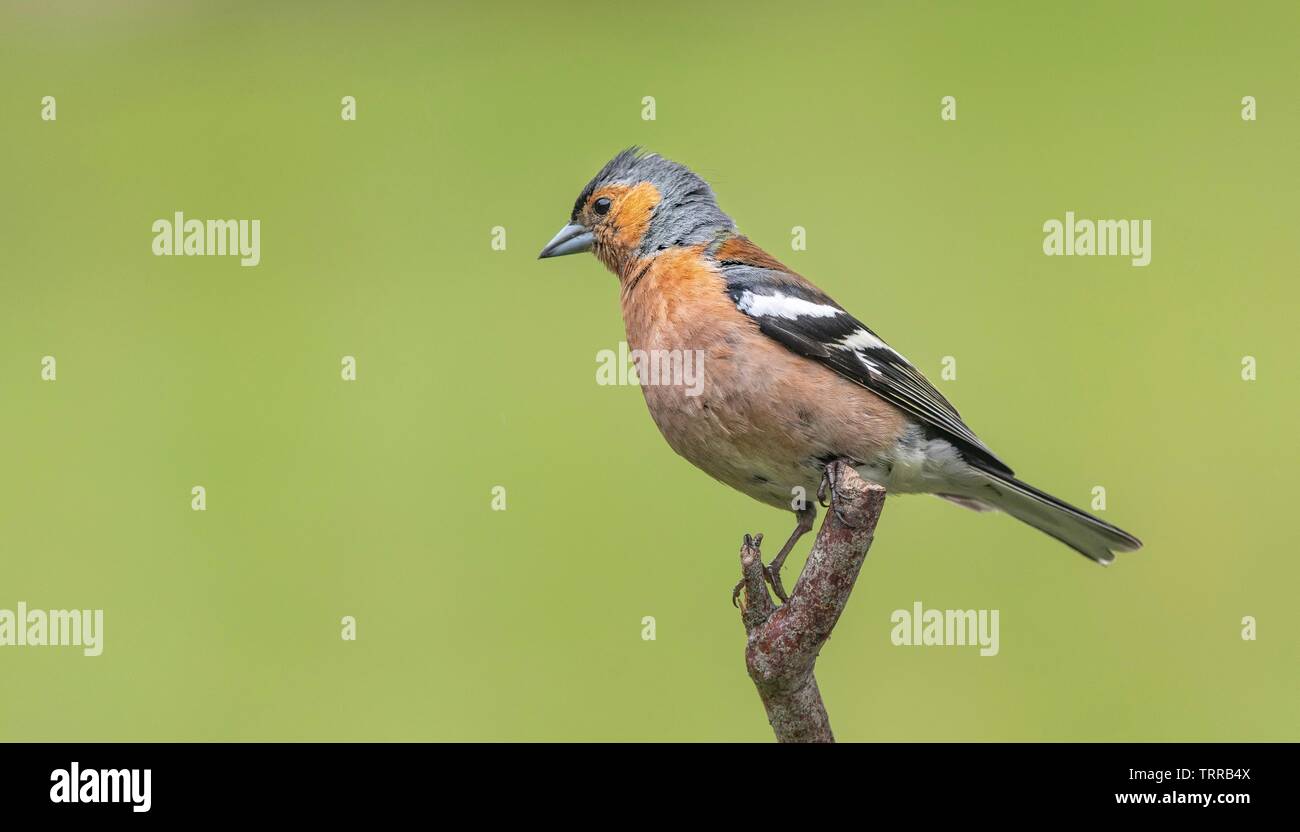 Ein Goldfinch hocken auf einem Zweig Stockfoto