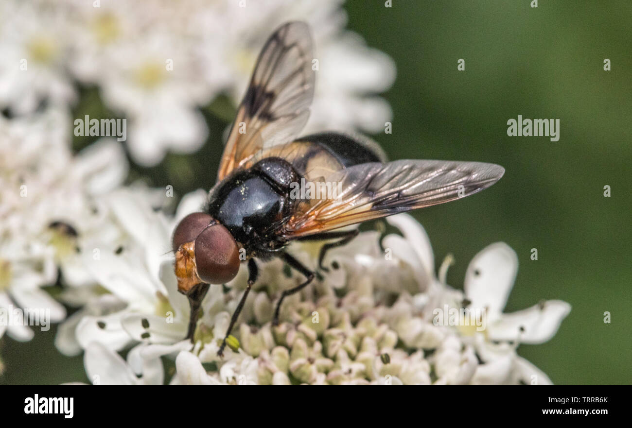 Zona pellucida Fliegen, Fliegen, Insekten auf einem kerbel Blume, Bestäubung, Fütterung durch den Fluss. Stockfoto