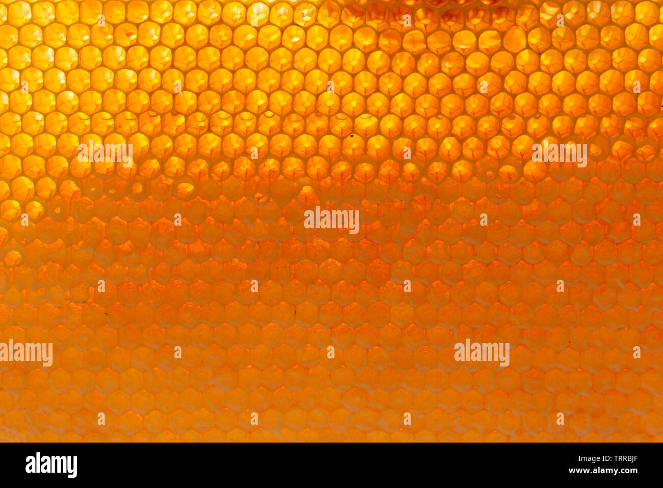 Nahaufnahme von honey bee Zellen Hintergrund Stockfoto