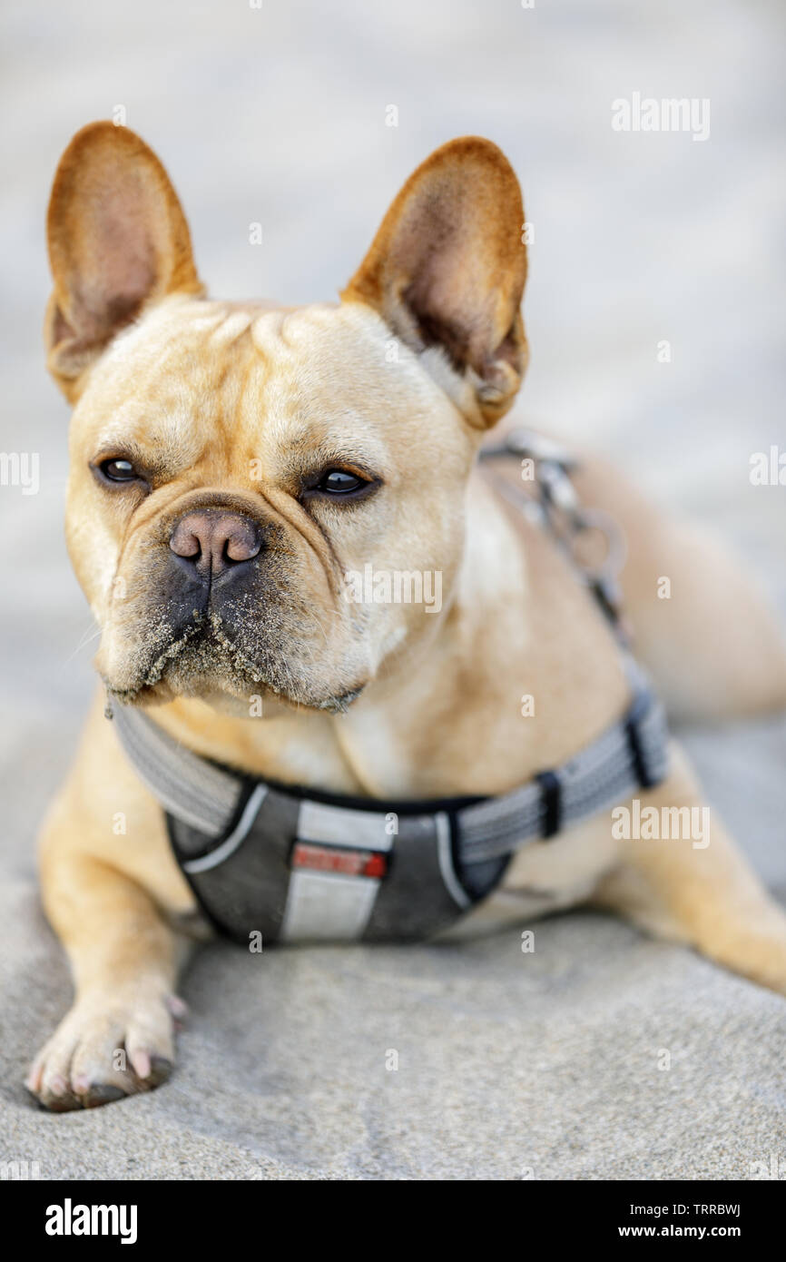 Junge männliche französische Bulldogge liegen an einem Sandstrand und das Scannen von seiner Umgebung. Stockfoto
