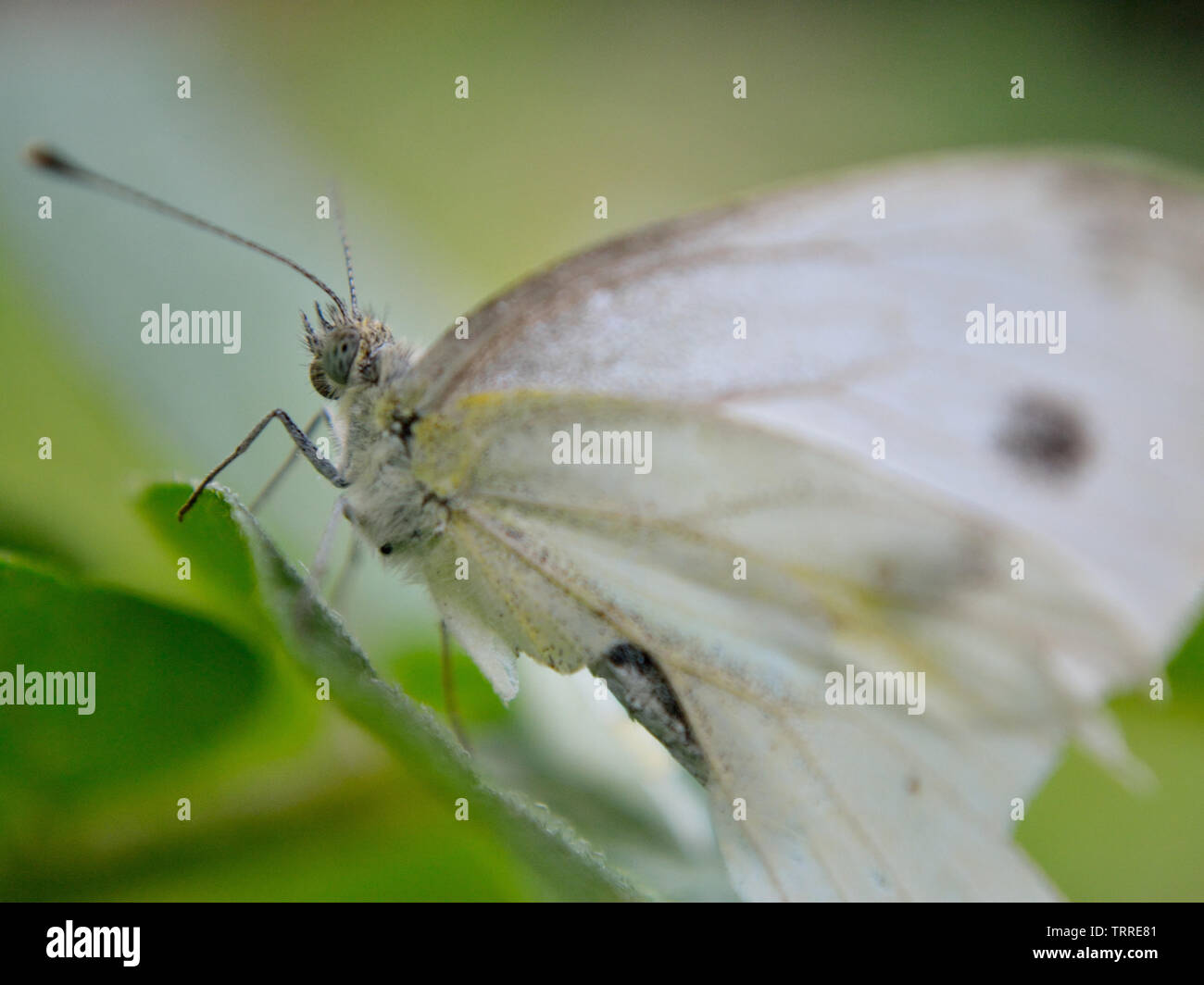 Rapsweißling Schmetterling, Pieris napi - Stockfoto