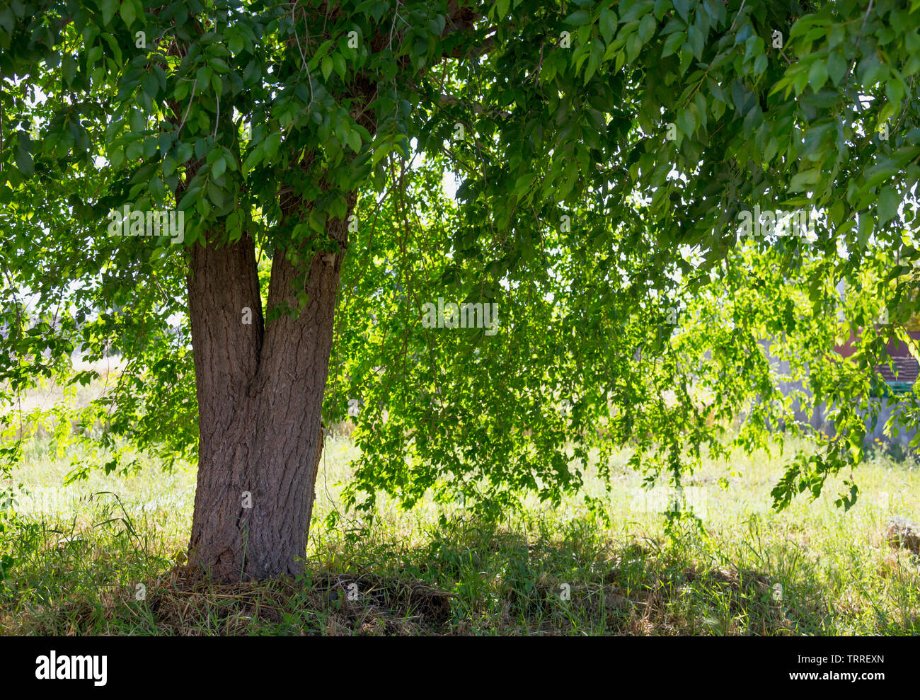 Schatten unter Bäumen Stockfoto