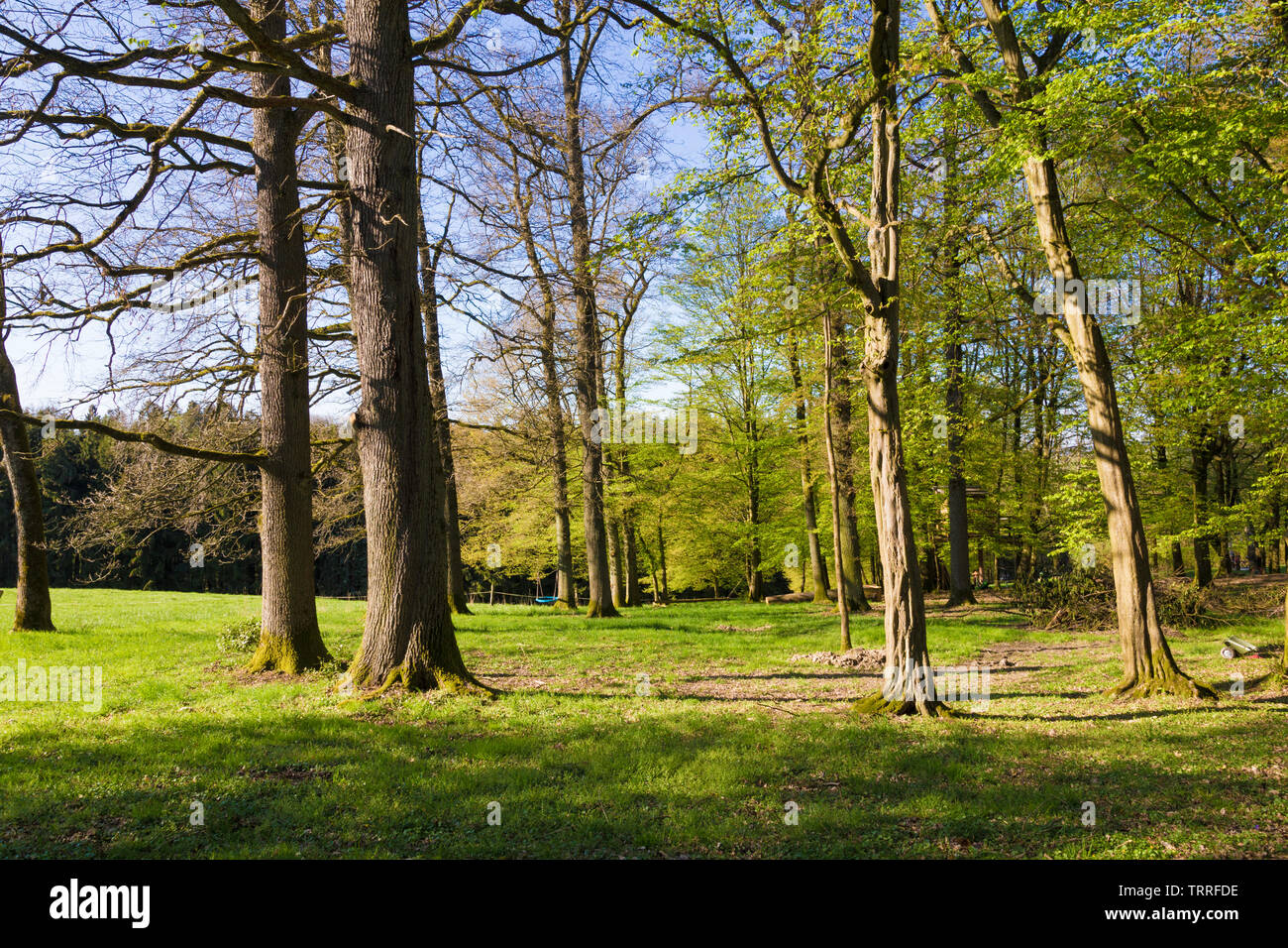 Wald im Frühling. Stockfoto