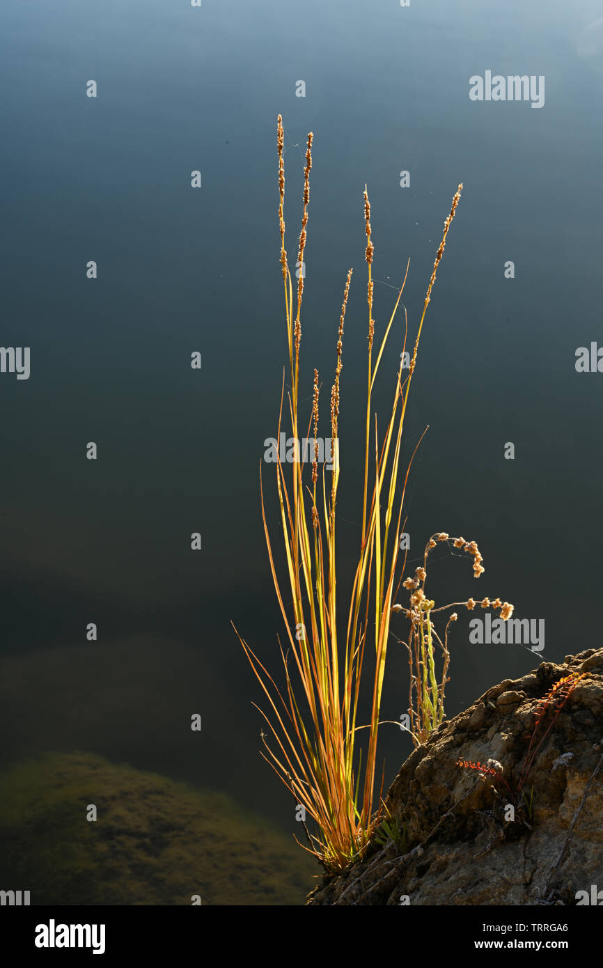 Kleine gras Pflanzen an den Rand des Murray River Bank festhalten, am frühen Morgen Licht, close-up Stockfoto
