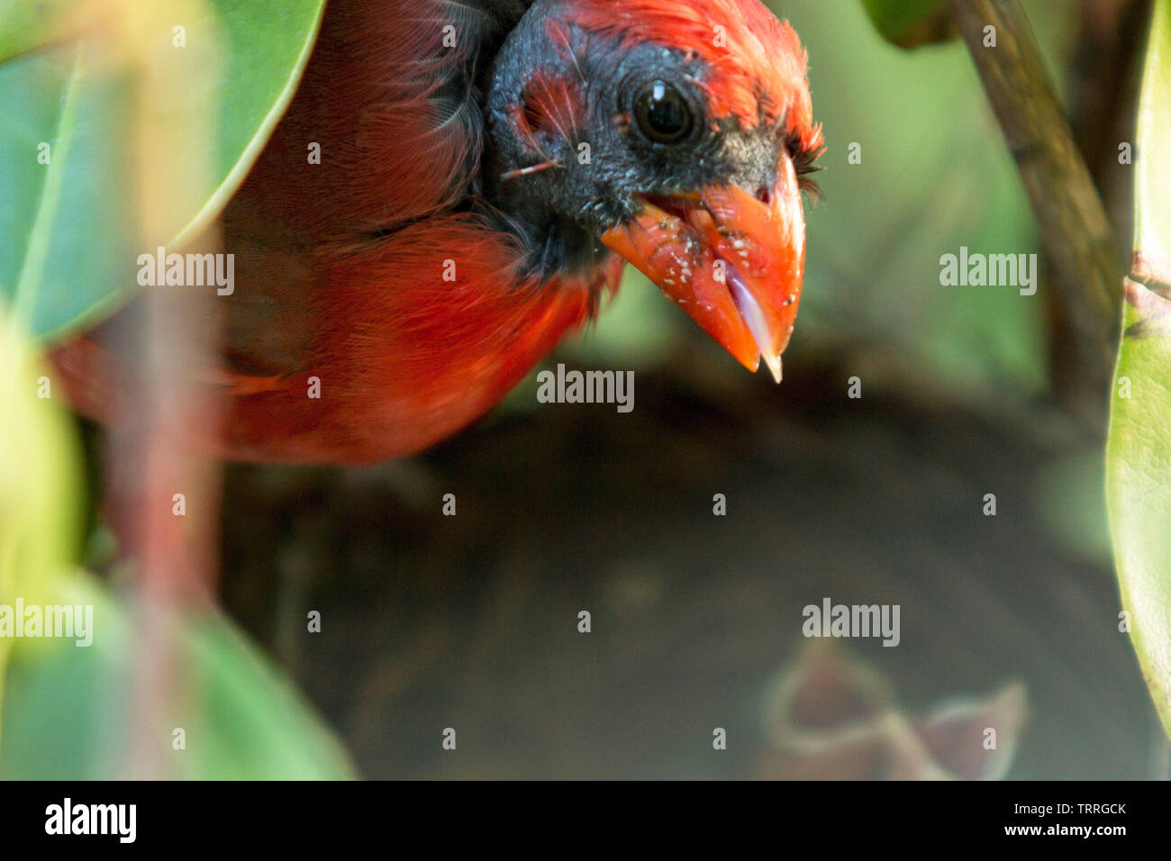 Ein sehr Rotes Männchen Kardinal steht auf dem Nest mit Nahrung im Schnabel fo rder Babys im Nest Stockfoto