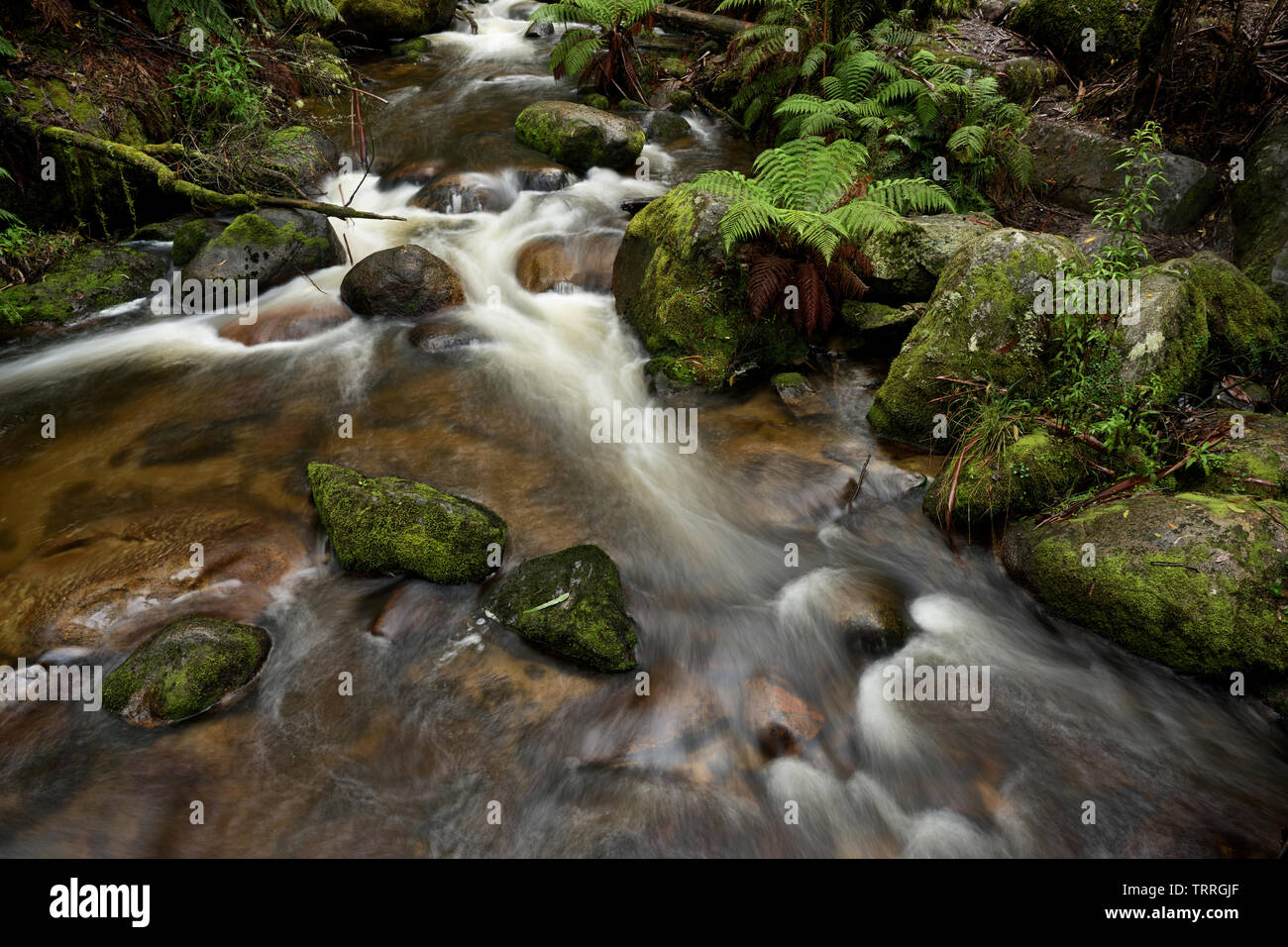 Schnell fließenden Gebirgsfluss mit Moos bedeckte Steine, Noojee, Victoria, Australien. Stockfoto
