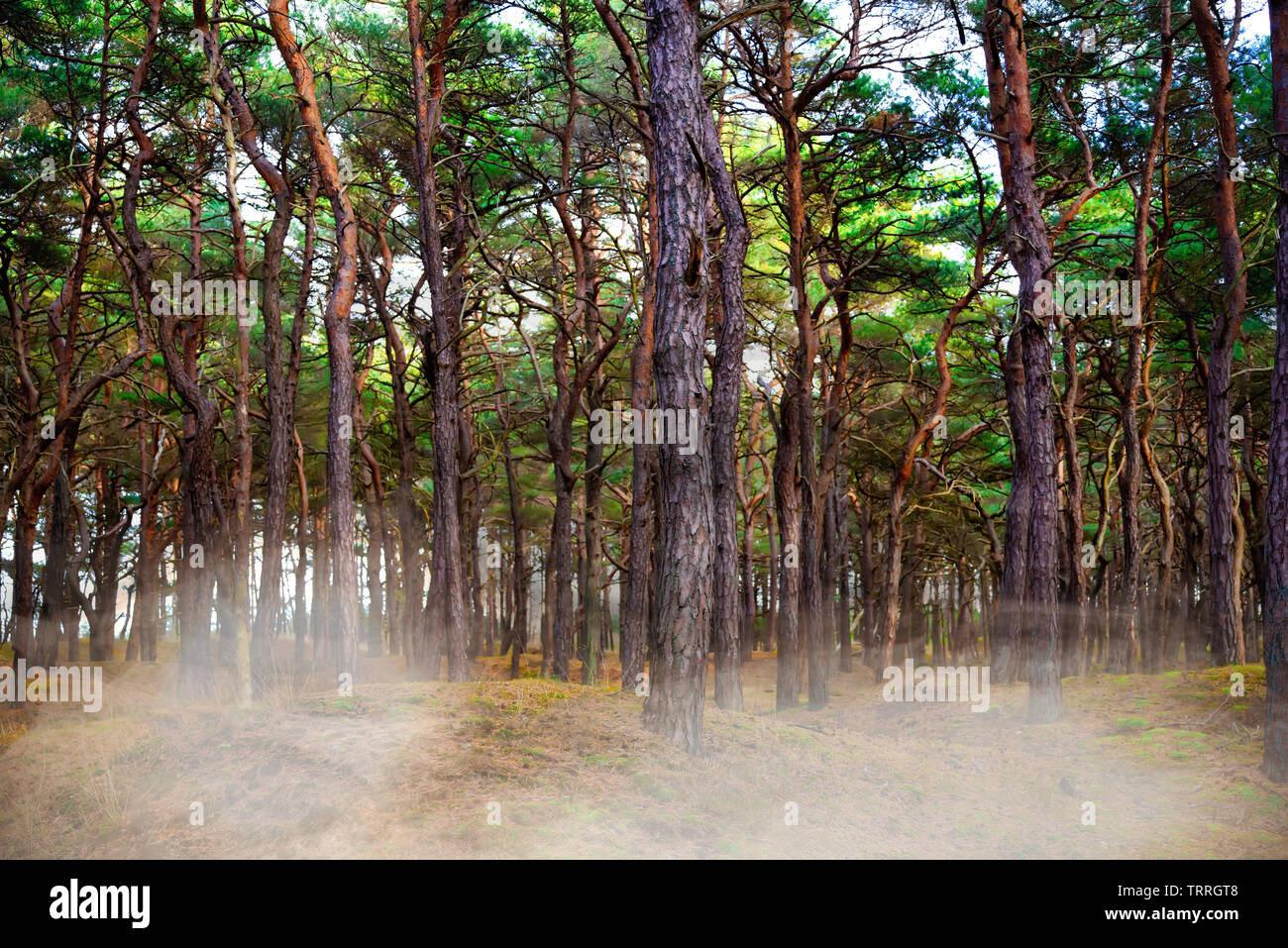 Bodennebel im Wald. Aufkommenden Nebel im Wald Stockfoto