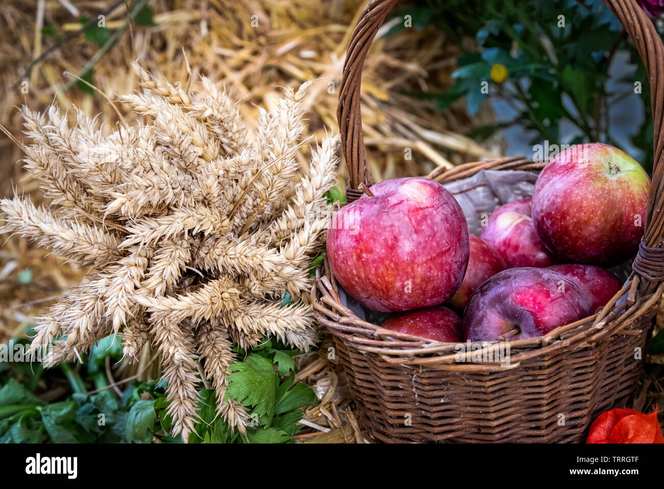 Die Äpfel im Korb und Weizen auf Stroh Hintergrund eingerichtet. Hintergrund für Harvest Festival Stockfoto
