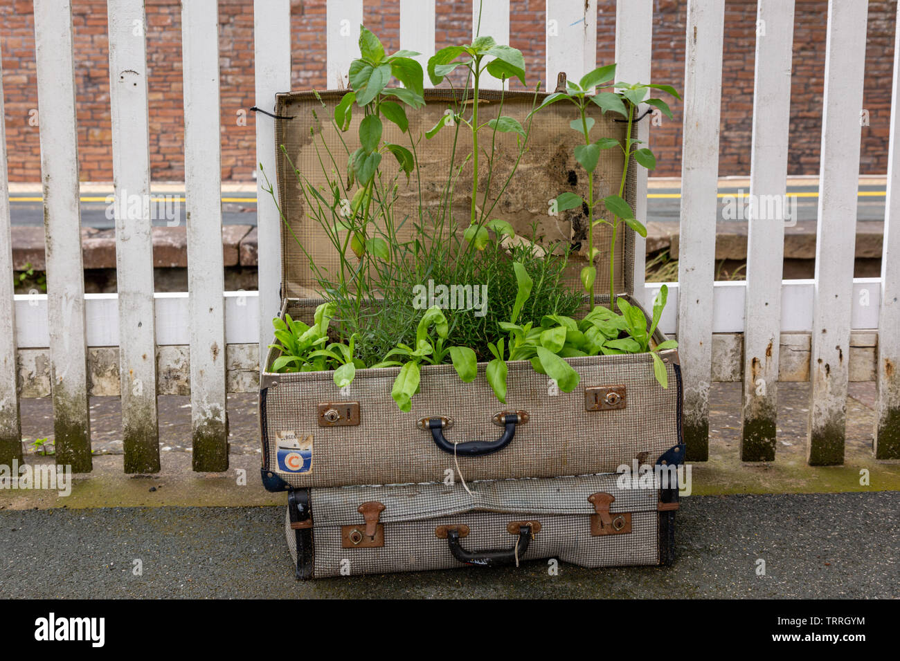 Alte Koffer als Pflanzer, auf Penrith Bahnhof Plattform verwendet werden. Großbritannien Stockfoto