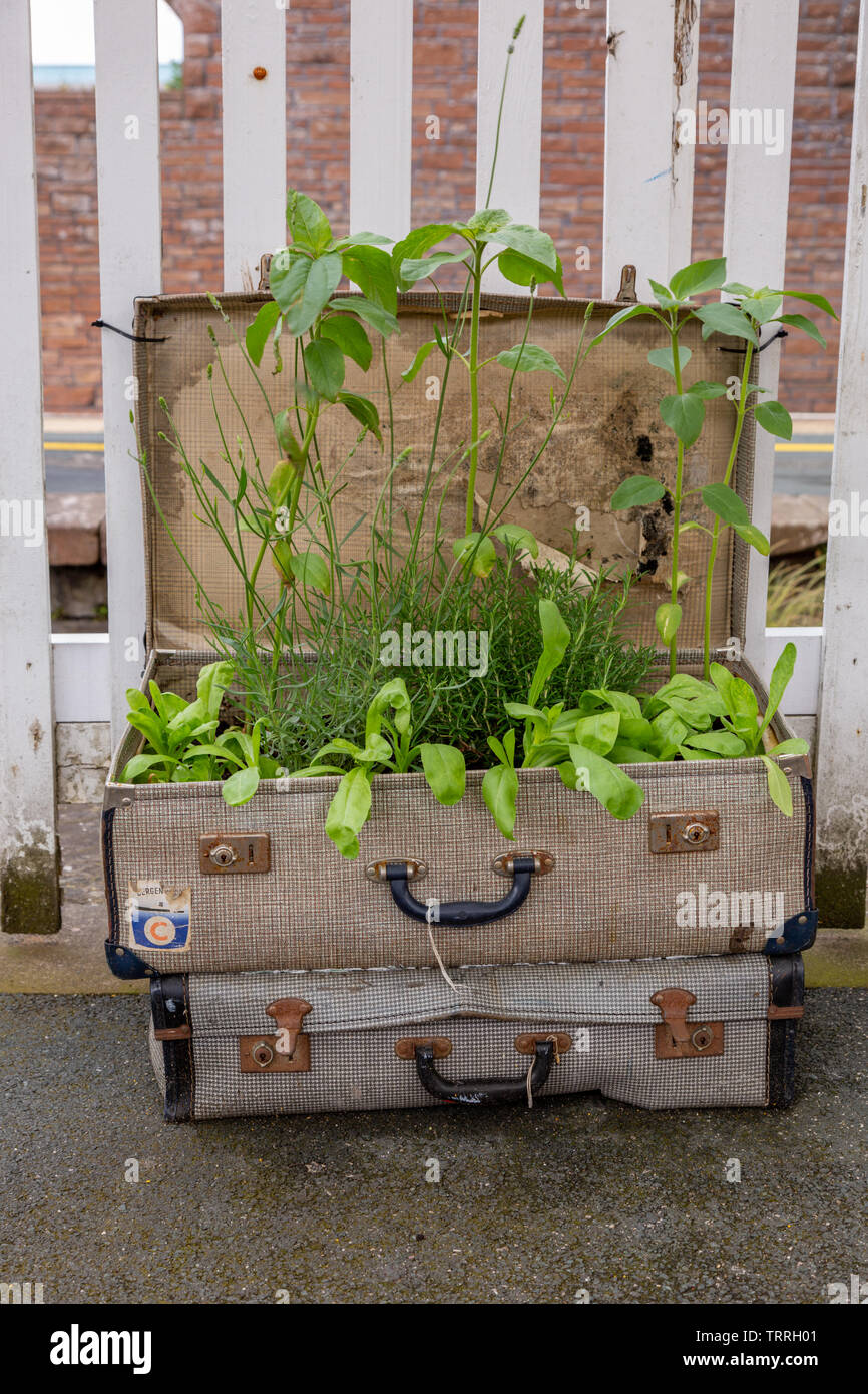 Alte Koffer als Pflanzer, auf Penrith Bahnhof Plattform verwendet werden. Großbritannien Stockfoto