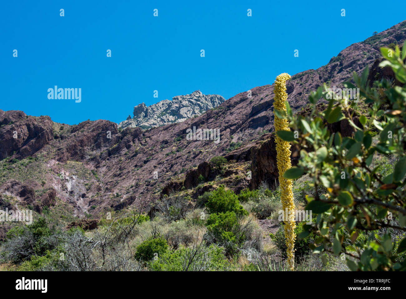 Wild Flowers In New Mexico Stockfotos Und Bilder Kaufen Alamy