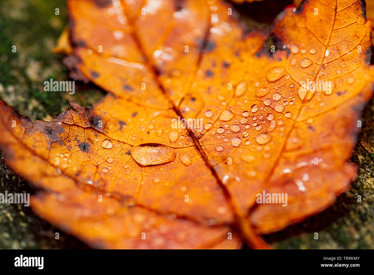 Makro Foto einer orange Sugar maple leaf im Herbst/Herbst in Regen fällt. Stockfoto