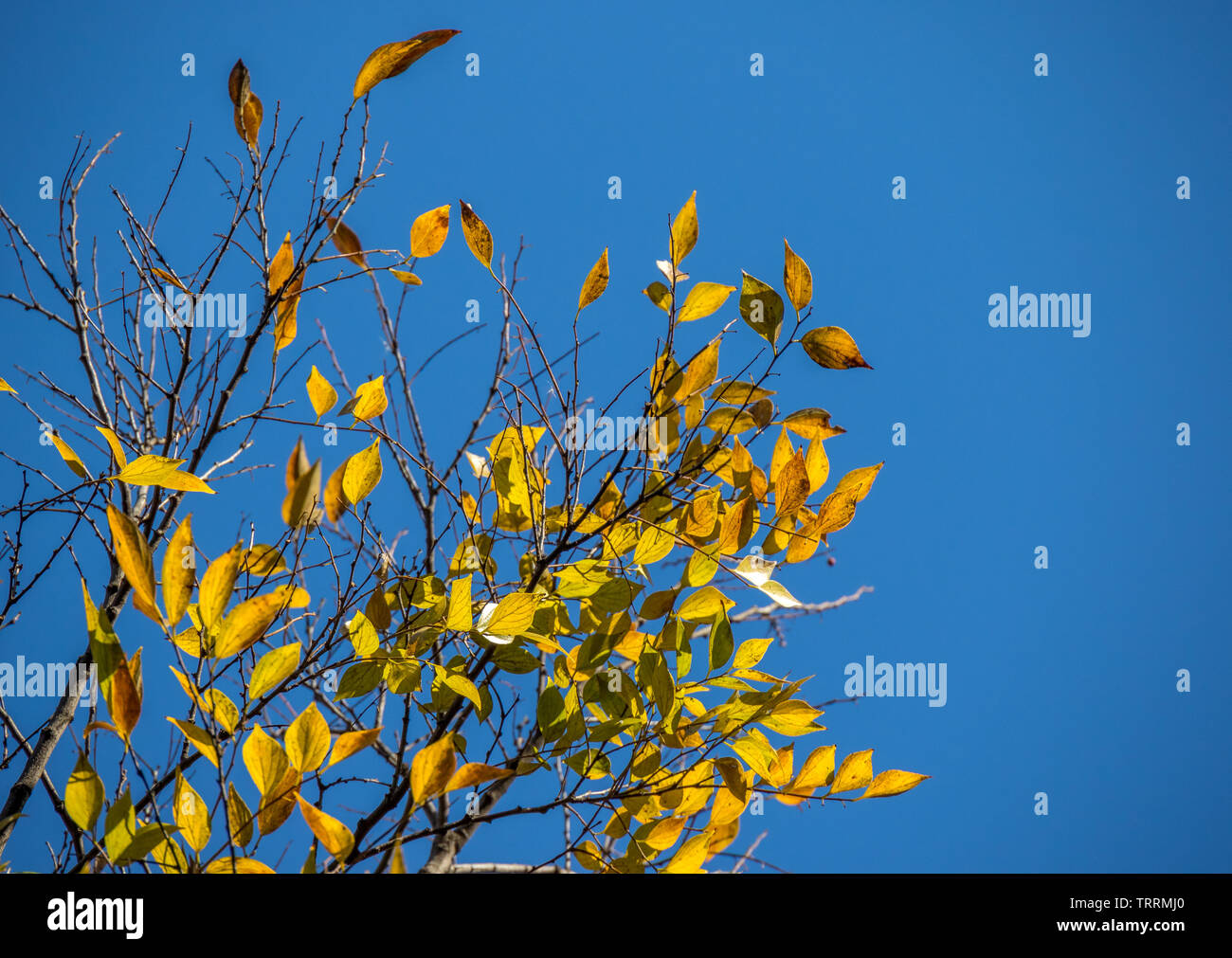 Ast mit gelben Blätter im Herbst gegen einen klaren blauen Himmel Bild mit Kopie Raum im Querformat isoliert Stockfoto
