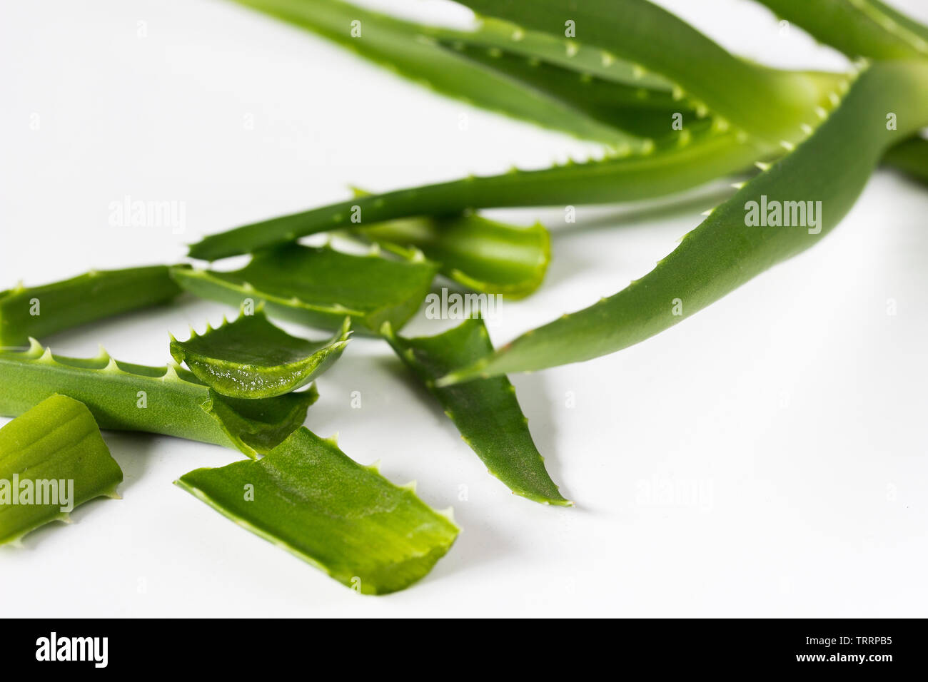 Aloe Vera Pflanze, Branche und Stücke isoliert auf weißem Stockfoto