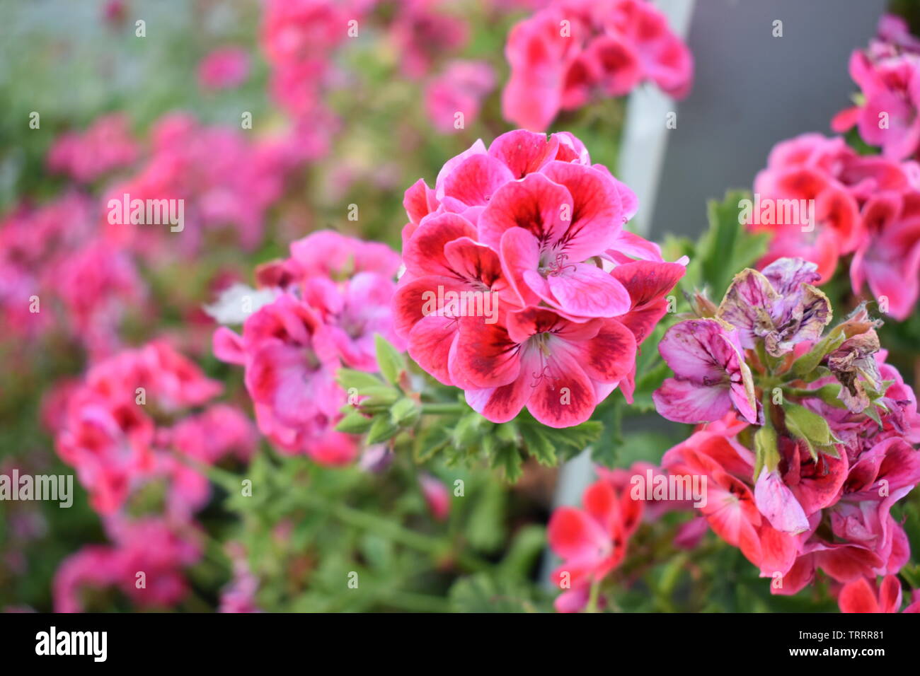 Gemeinsame Blumen auf Alcatraz Island gefunden. Stockfoto