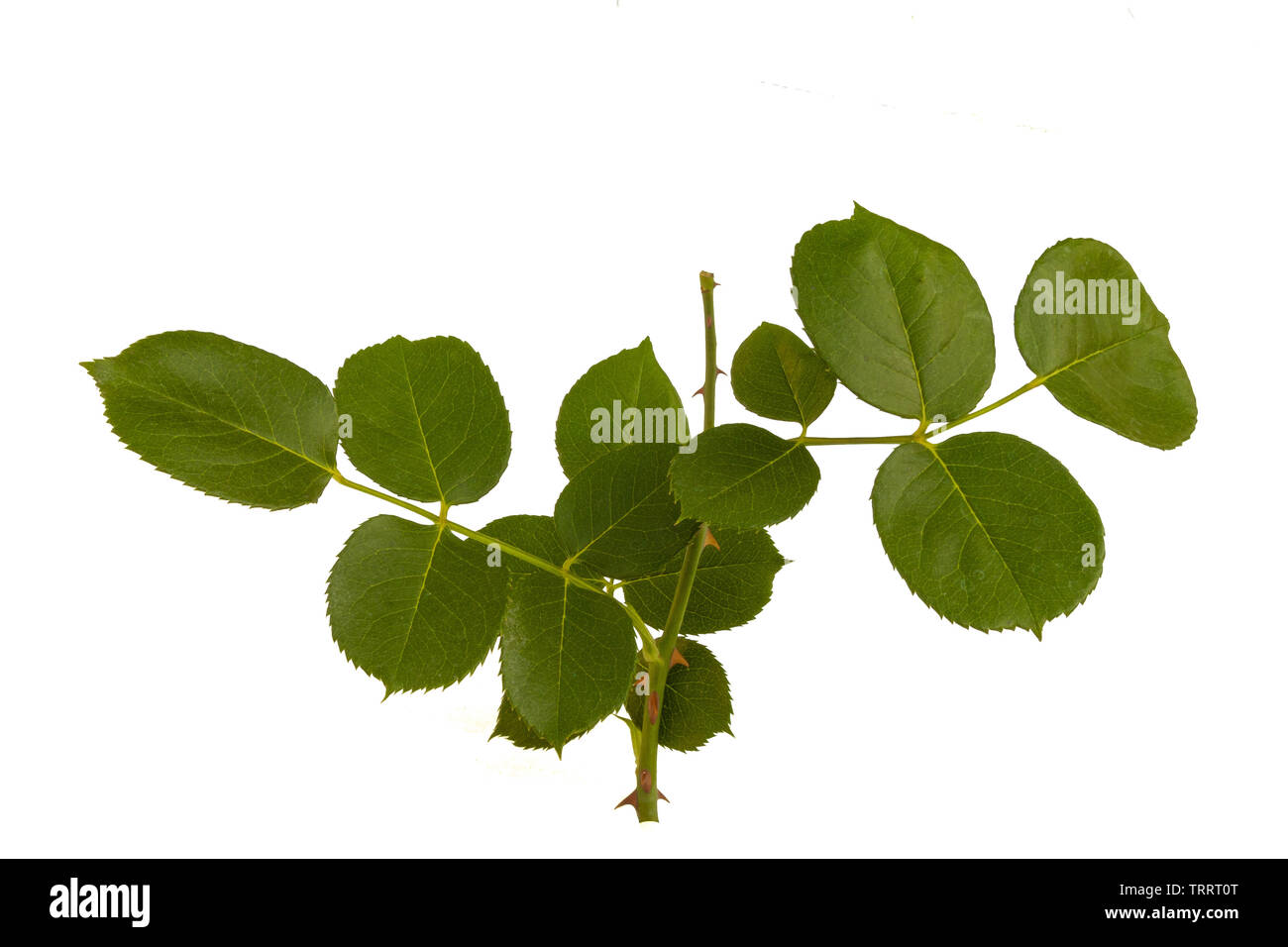 Rose Pflanze grüne Blätter isoliert auf weißem Hintergrund. Stockfoto