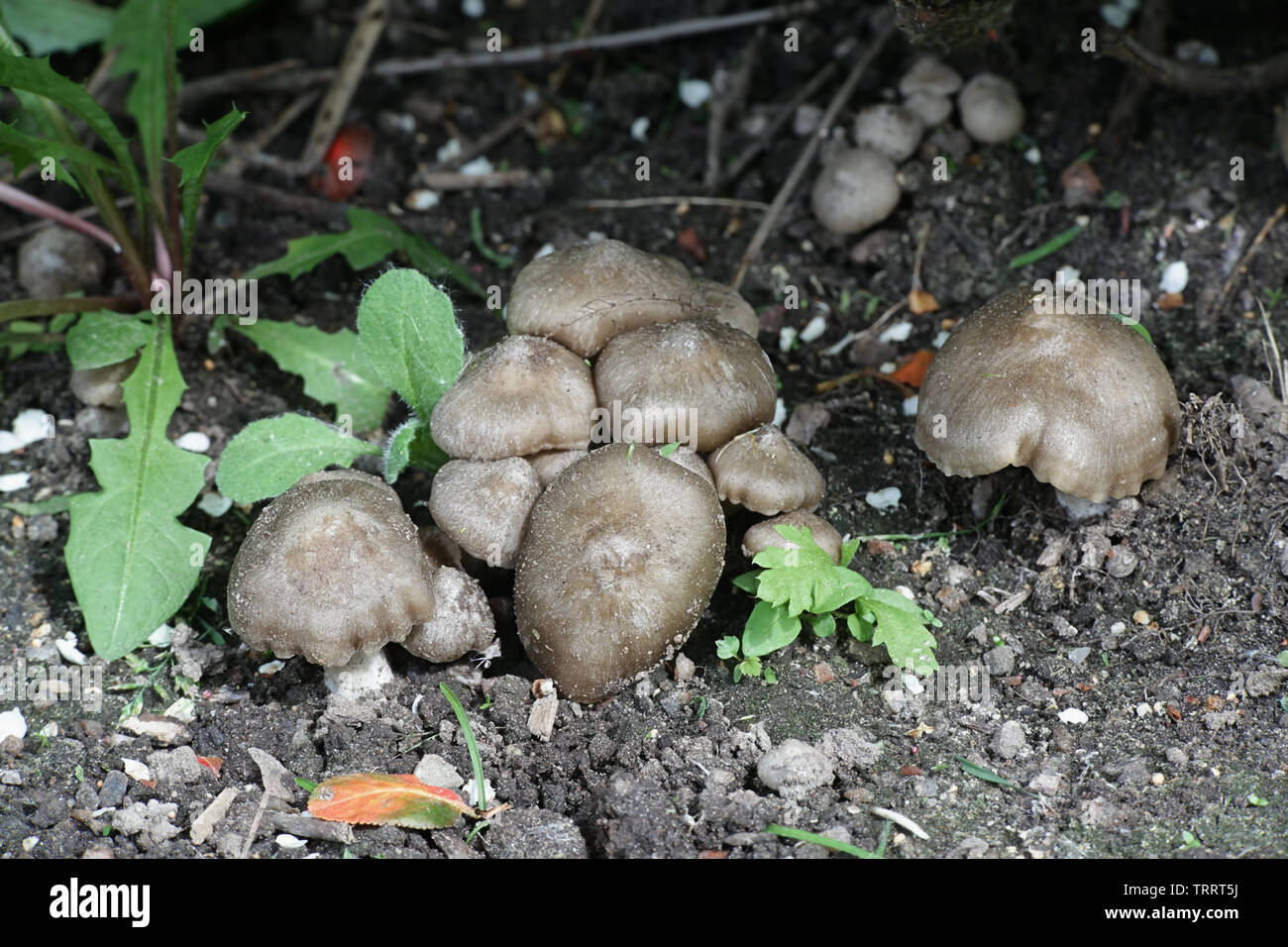 Rötlinge clypeatum, wie der Schirm Pinkgill Pilz bekannt, wild wachsenden in Finnland Stockfoto