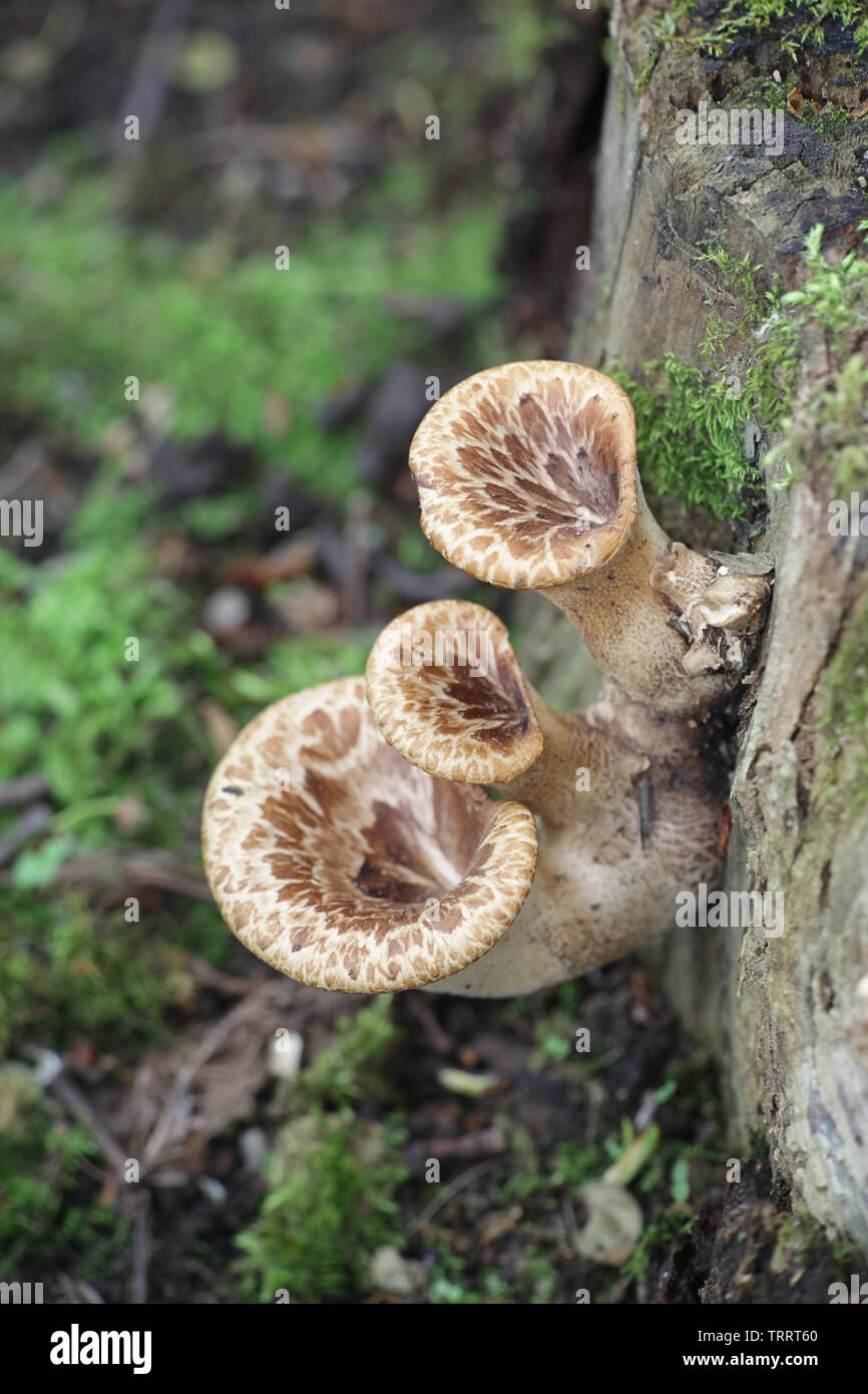 Polyporus squamosus aka Cerioporus Squamosus, wie die dryaden Sattel und der Fasan zurück Pilz bekannt Stockfoto