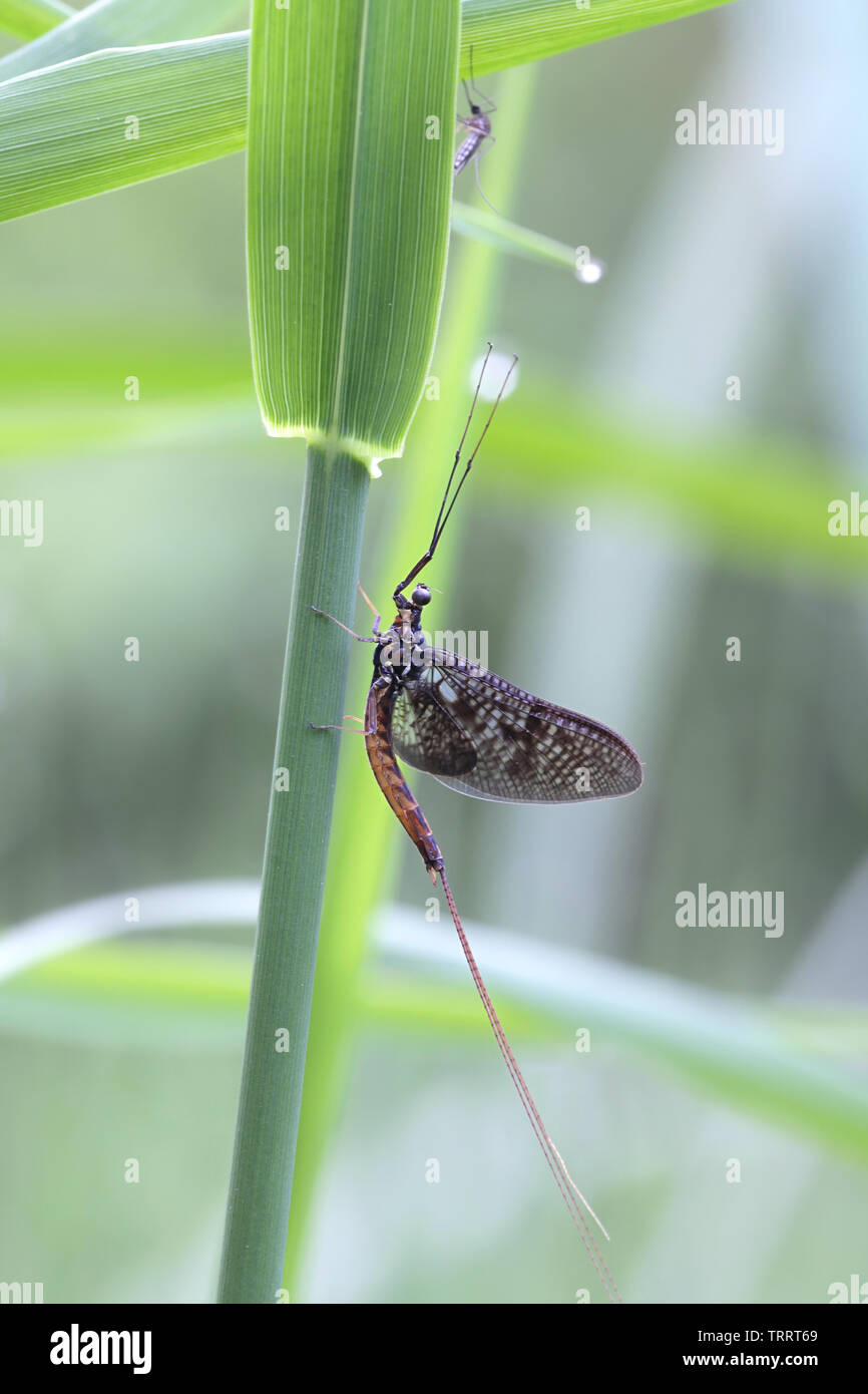 Mayfly, Eintagsfliegen Vulgata, genannt auch shadfly und fishfly Stockfoto