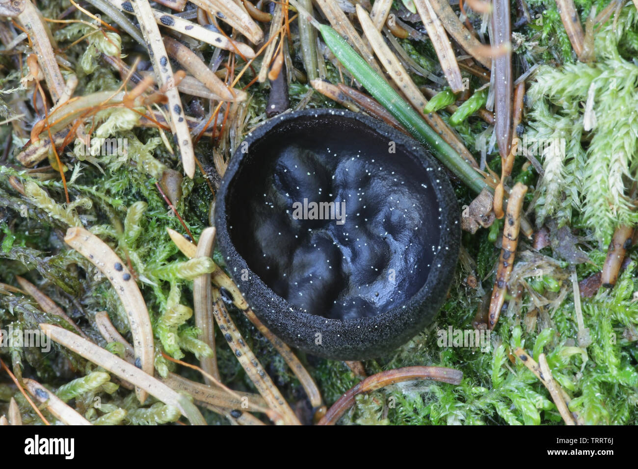 Pseudoplectania nigrella, die gemeinhin als die ebony Cup, der Schwarze false plectania, oder der haarige Schwarze Schale Stockfoto