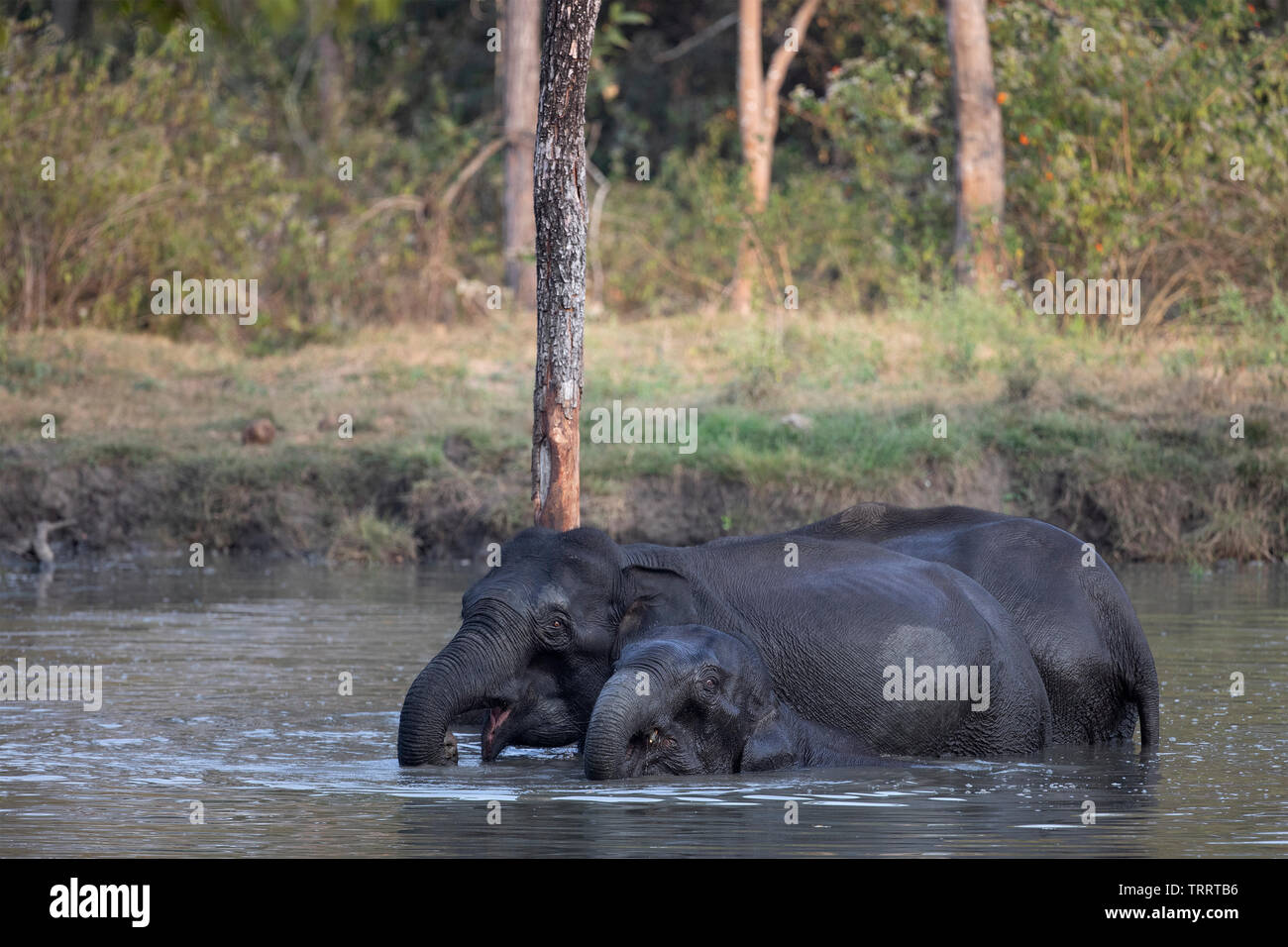 Ein paar Indische Elefanten baden an einem Wasserloch Stockfoto