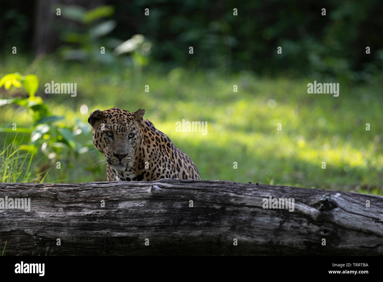 Ein Leopard peering Von hinter einem gefallenen Baum Stockfoto