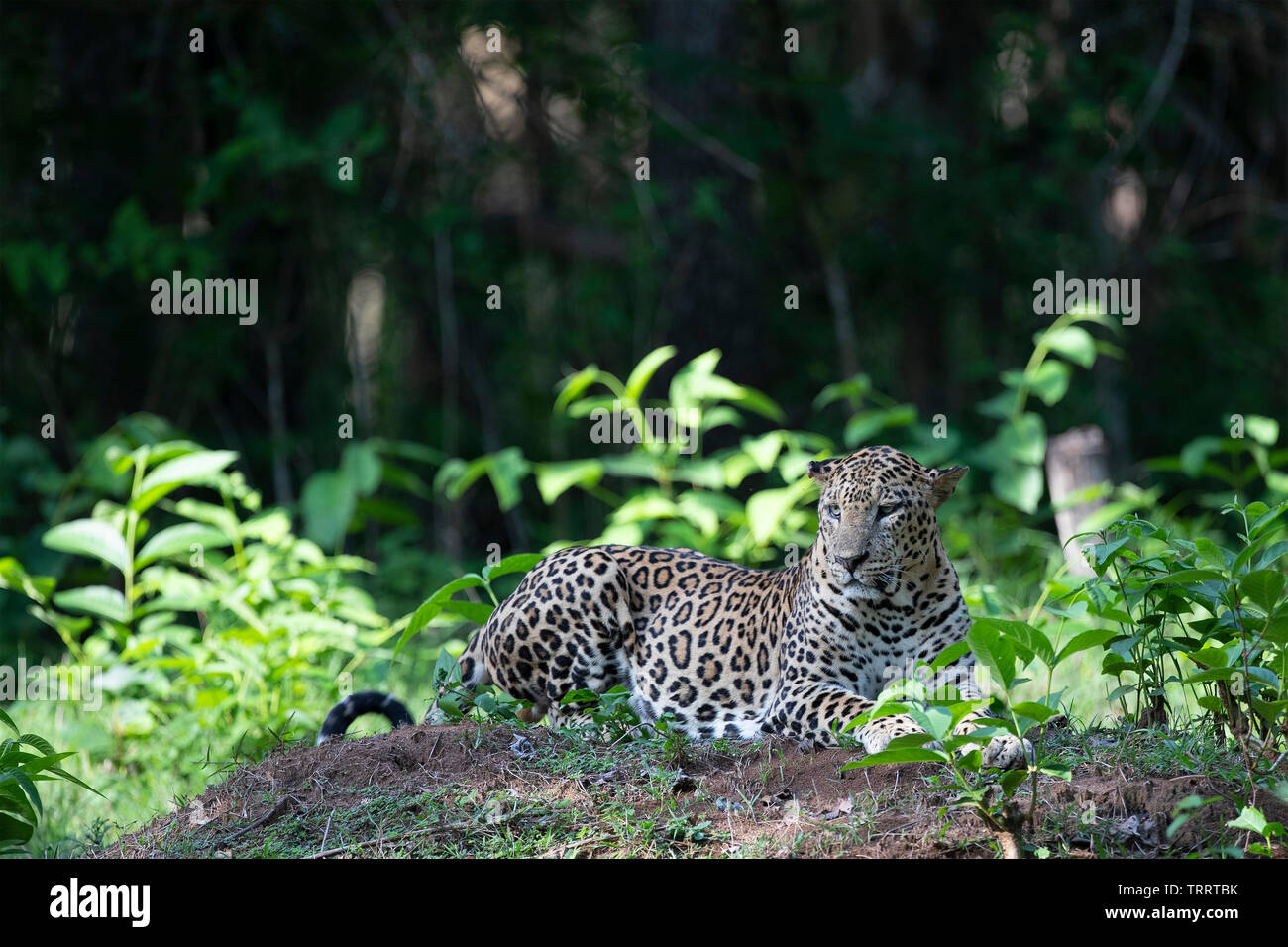 Leopard auf dem Boden Stockfoto