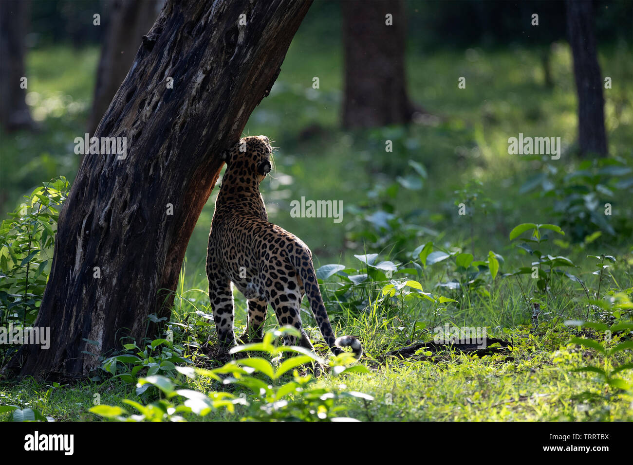 Ein männlicher Leopard erhalten, sein Revier zu markieren Stockfoto