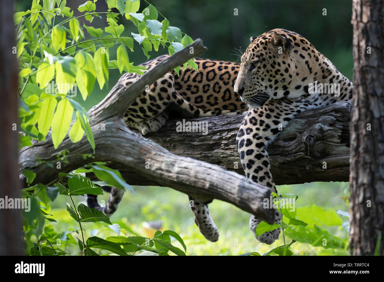 Leopard auf Baum Stockfoto
