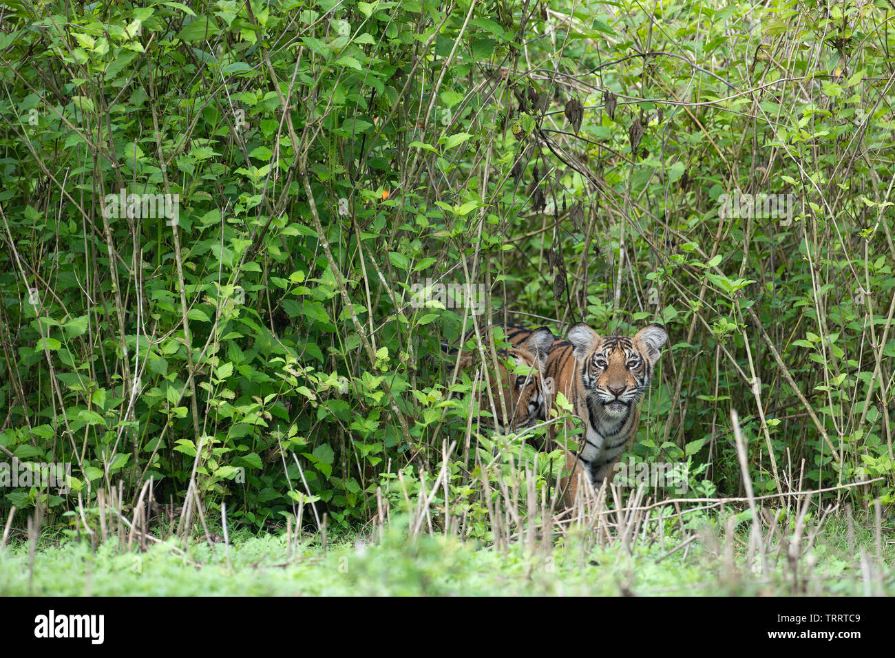 Ein Tiger Cub und Mutter peering out von lantana Stockfoto