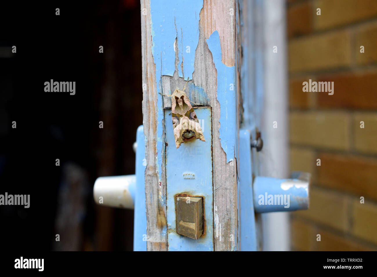 NACHTFALTER Stockfoto