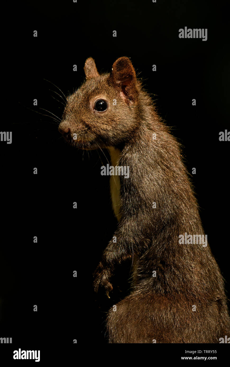 Eurasischen Eichhörnchen - Sciurus vulgaris, schöne beliebte kleine Säugetier aus europäischen Gärten und Wälder, Hortobagy National Park, Ungarn. Stockfoto