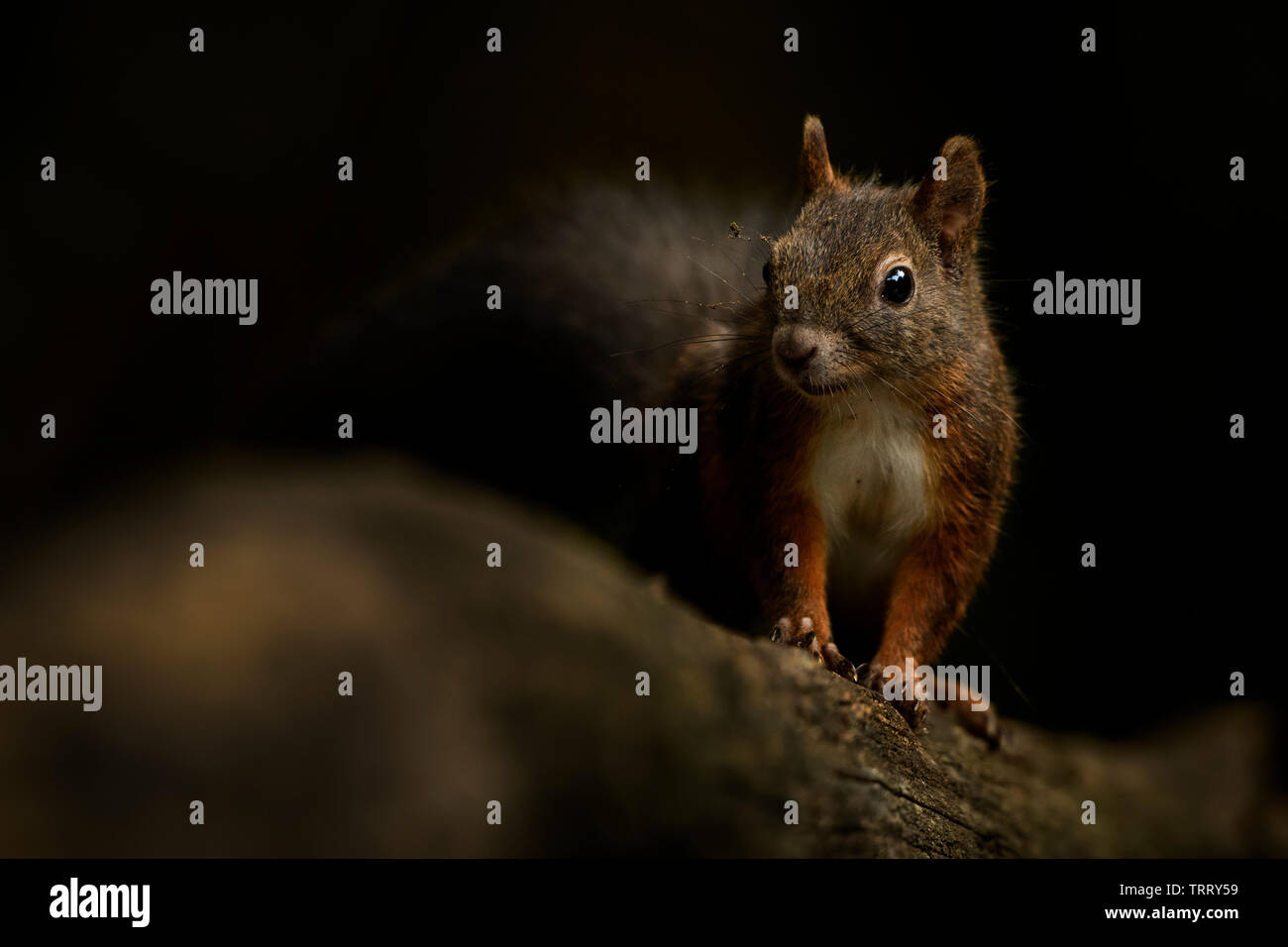 Eurasischen Eichhörnchen - Sciurus vulgaris, schöne beliebte kleine Säugetier aus europäischen Gärten und Wälder, Hortobagy National Park, Ungarn. Stockfoto