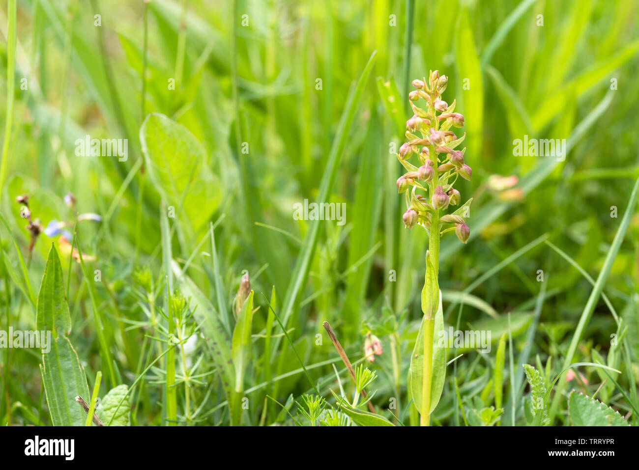 Dactylorhiza viridis, Frosch Orchidee im Gras Stockfoto