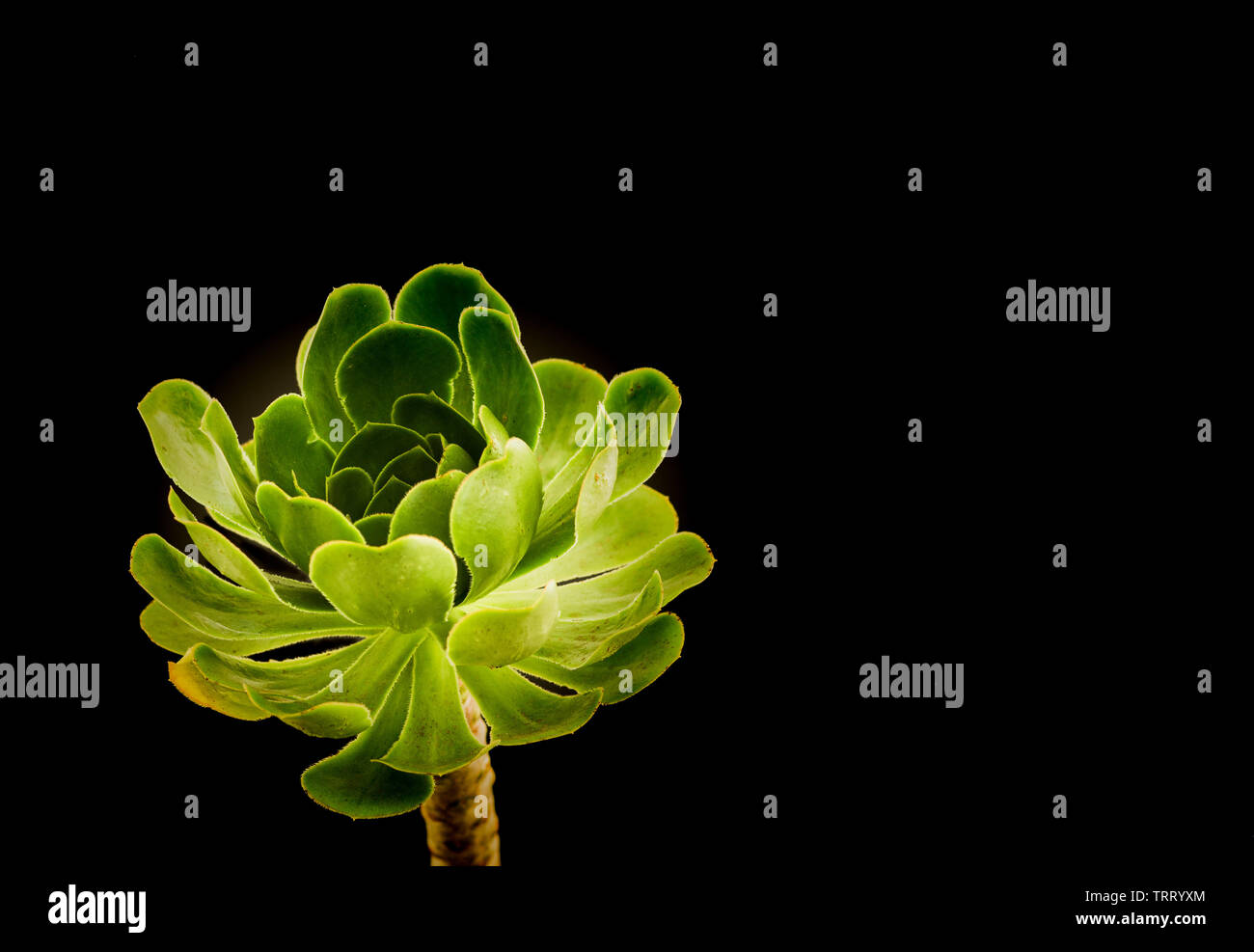 Helle grüne saftige (aeonium Gewächshausanlagen) auf schwarzem Hintergrund Stockfoto