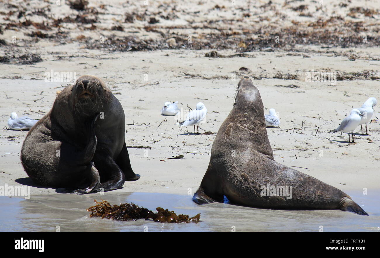 Australische Seelöwen sich erholend auf shoalwater Islands Marine Park Stockfoto