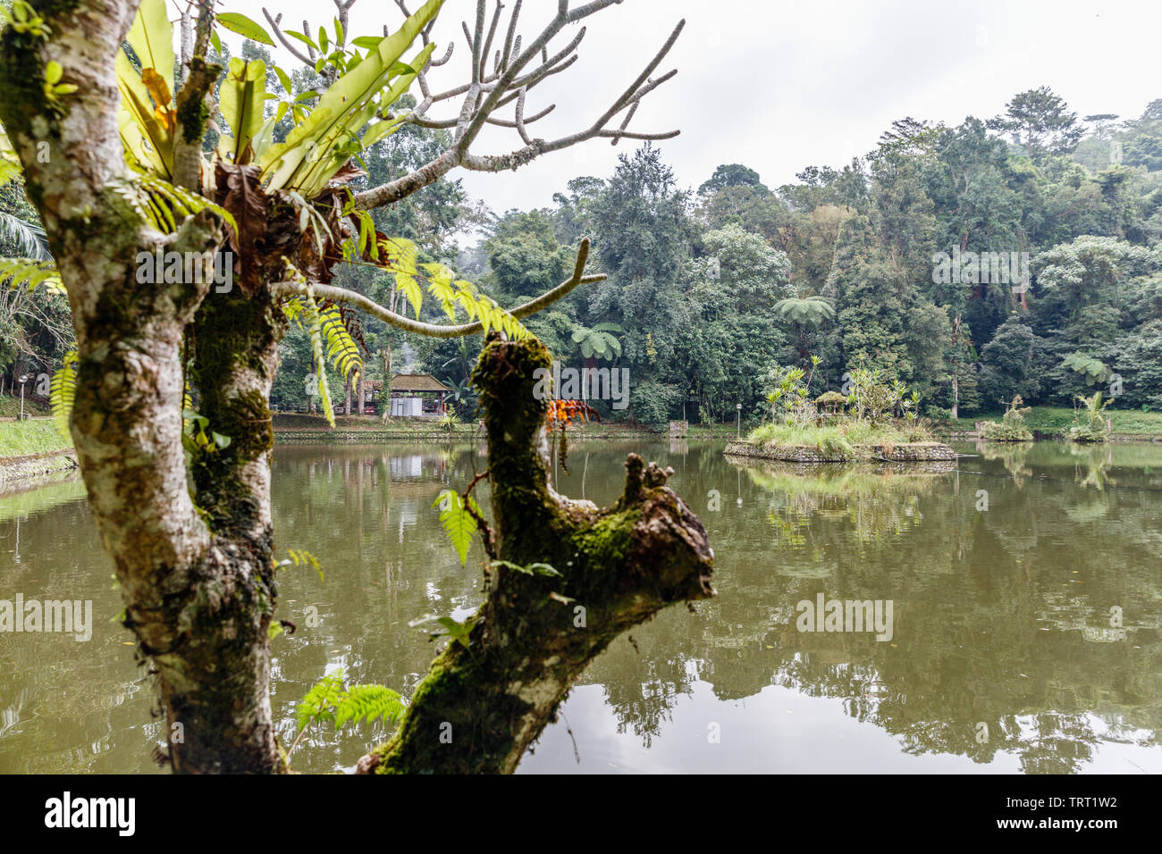 Teich in der Nähe von balinesischen Hindu Tempel Pura Luhur Batukaru, Tabanan, Bali, Indonesien Stockfoto