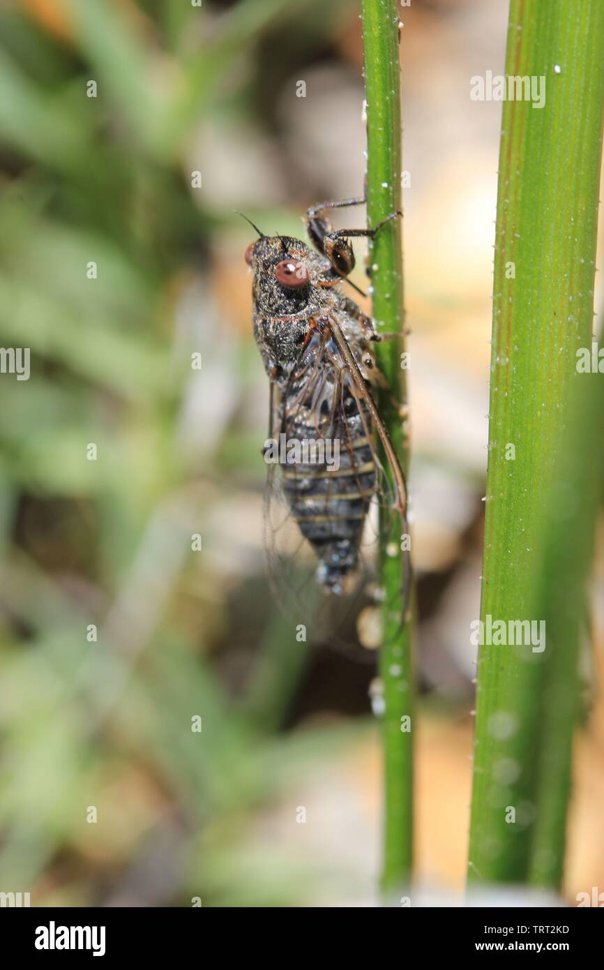 Ein Cicada in Western Australia Stockfoto