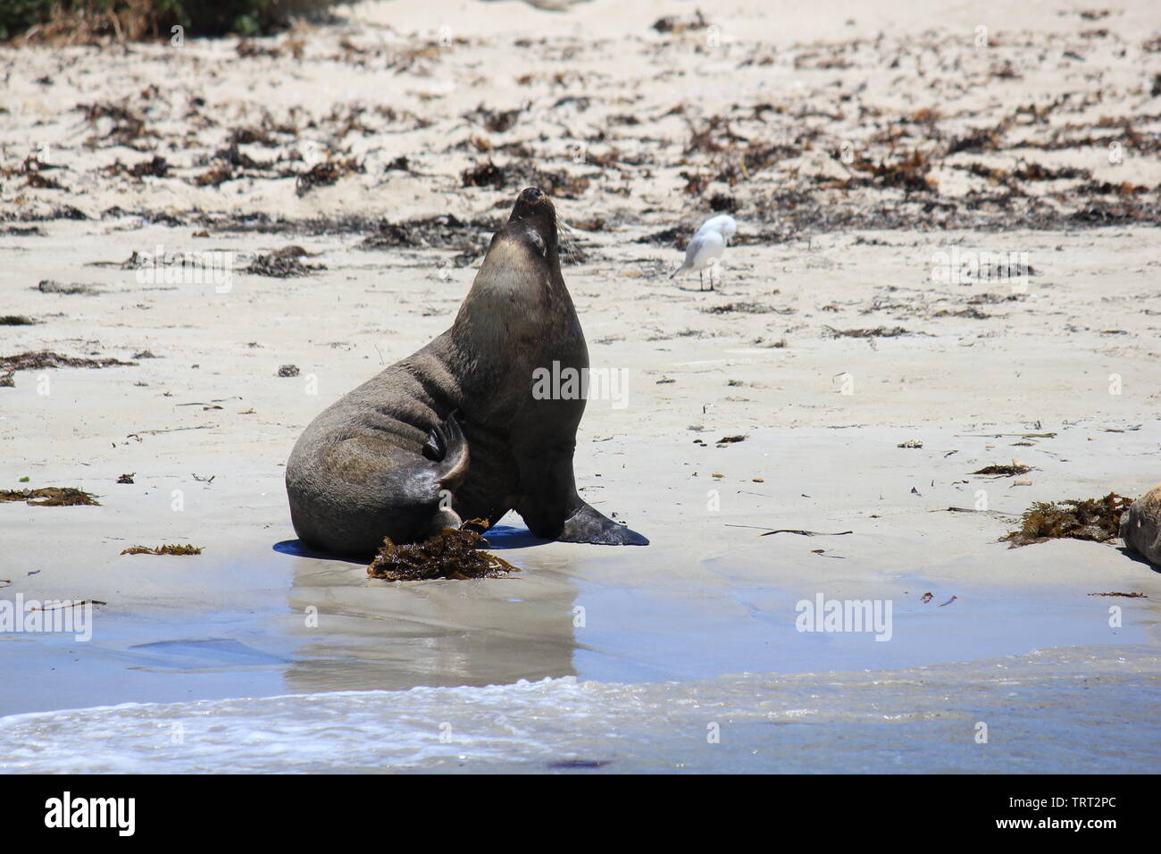 Australische Seelöwen sich erholend auf shoalwater Islands Marine Park Stockfoto