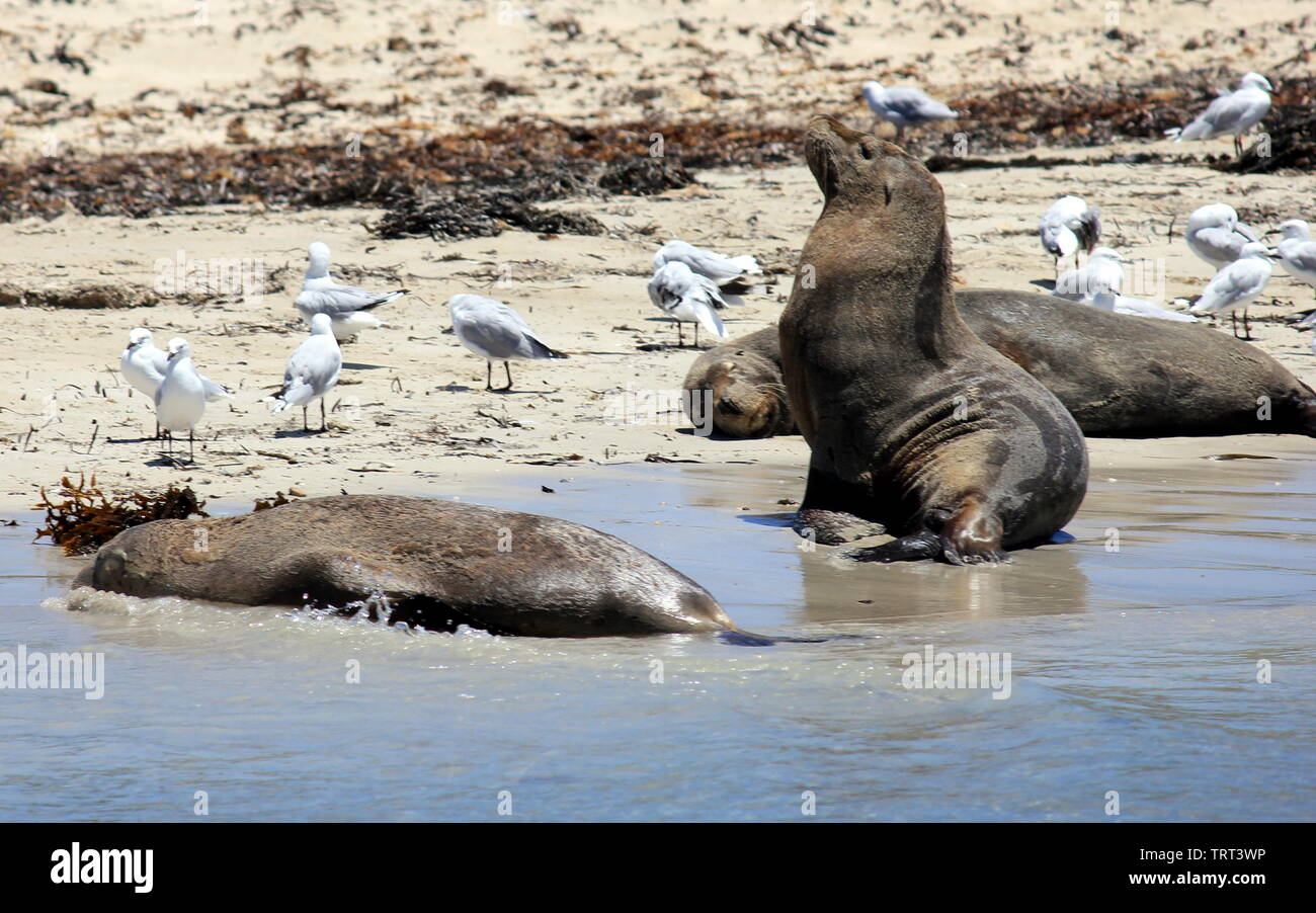 Australische Seelöwen sich erholend auf shoalwater Islands Marine Park Stockfoto