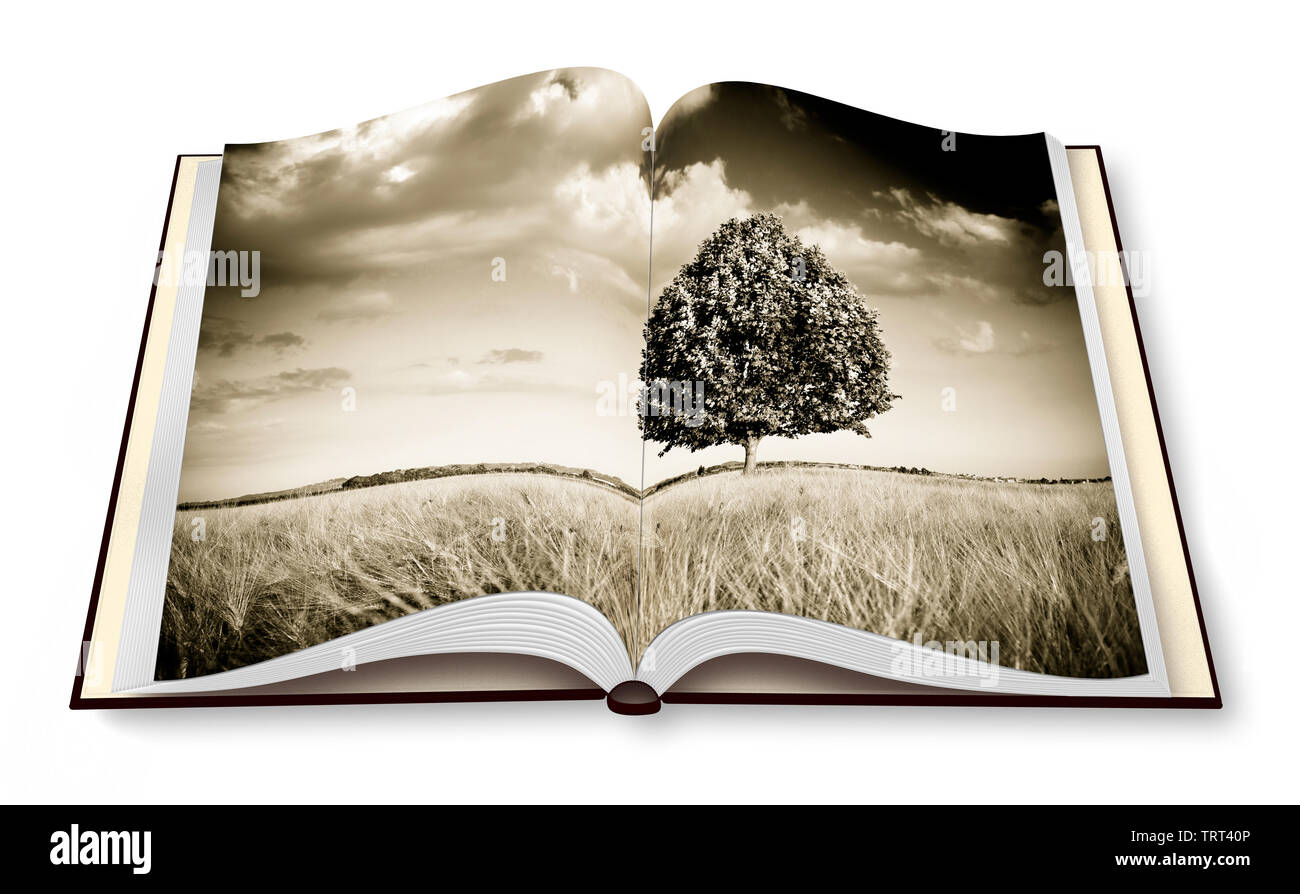 Isolierte Baum in einem Toskana wheatfield - (Italien) - Geöffnet Fotobuch auf weißem Hintergrund-getonten Bild Stockfoto