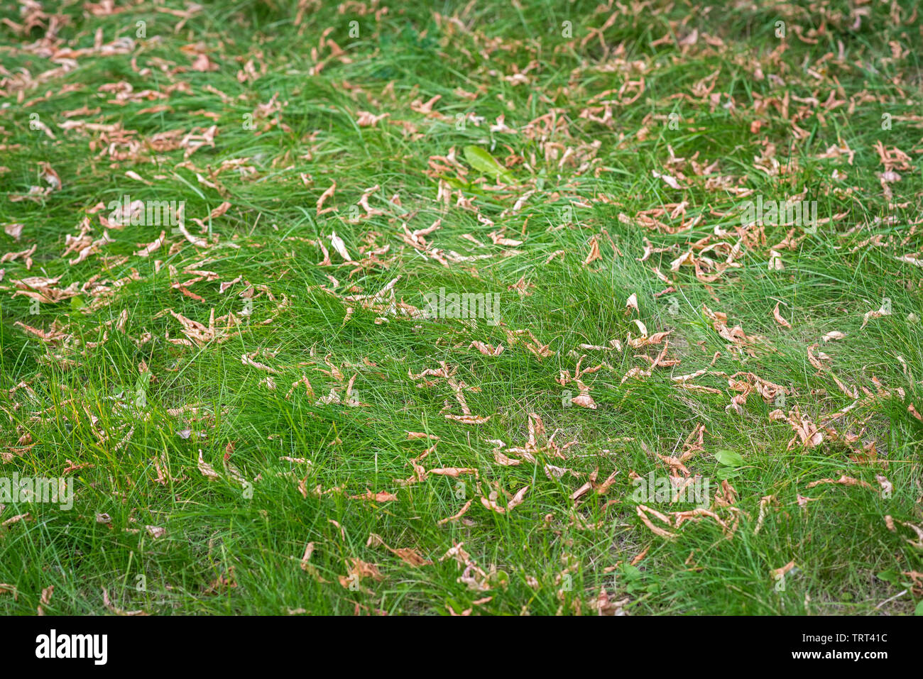 Verwelkte Blätter im Herbst und grünes Gras. Selektiver Fokus mit geringer Tiefenschärfe. Stockfoto