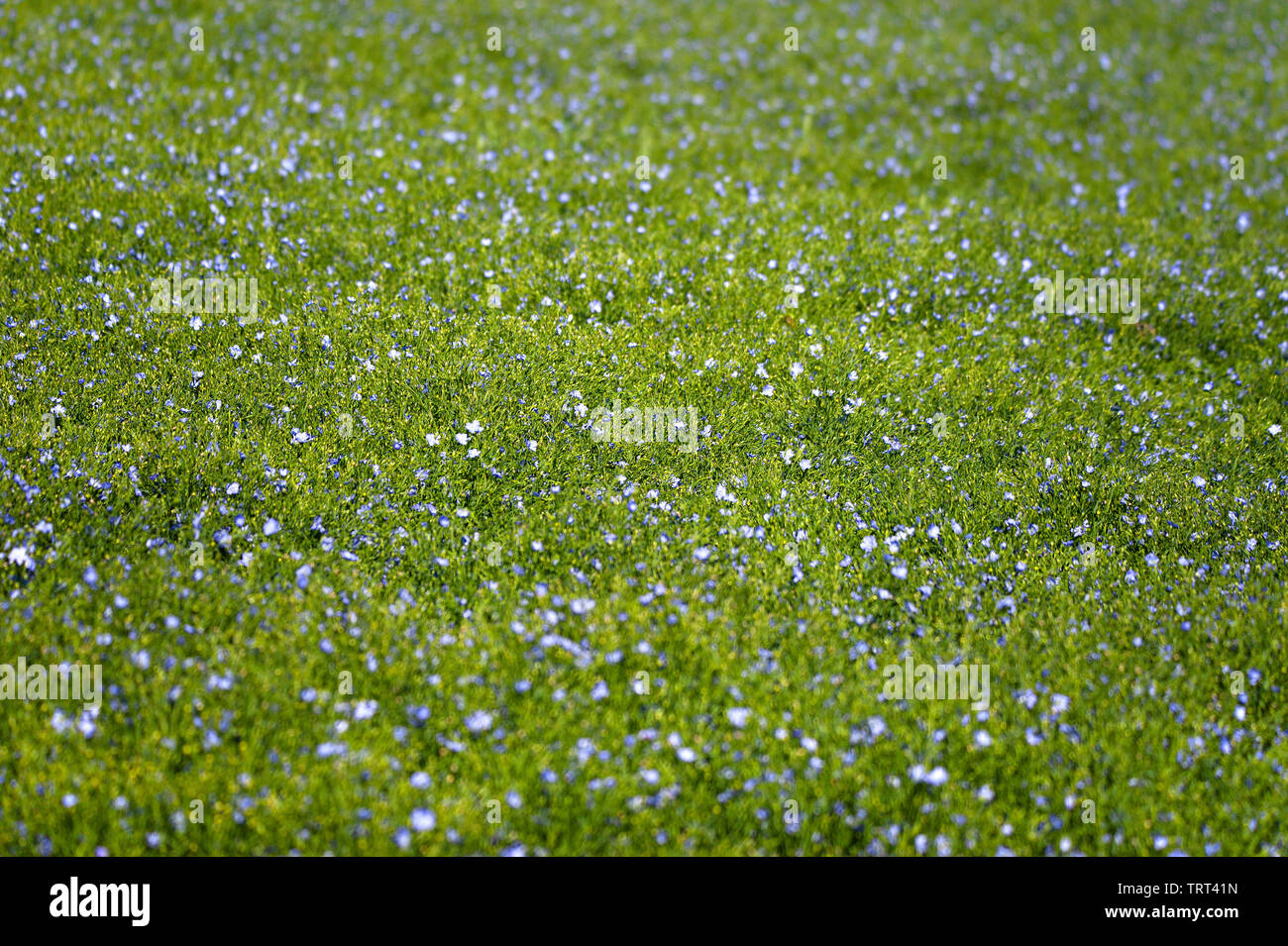 Bereich der Flachs in der Nähe von Wallish Wände, Northumberland, England Stockfoto